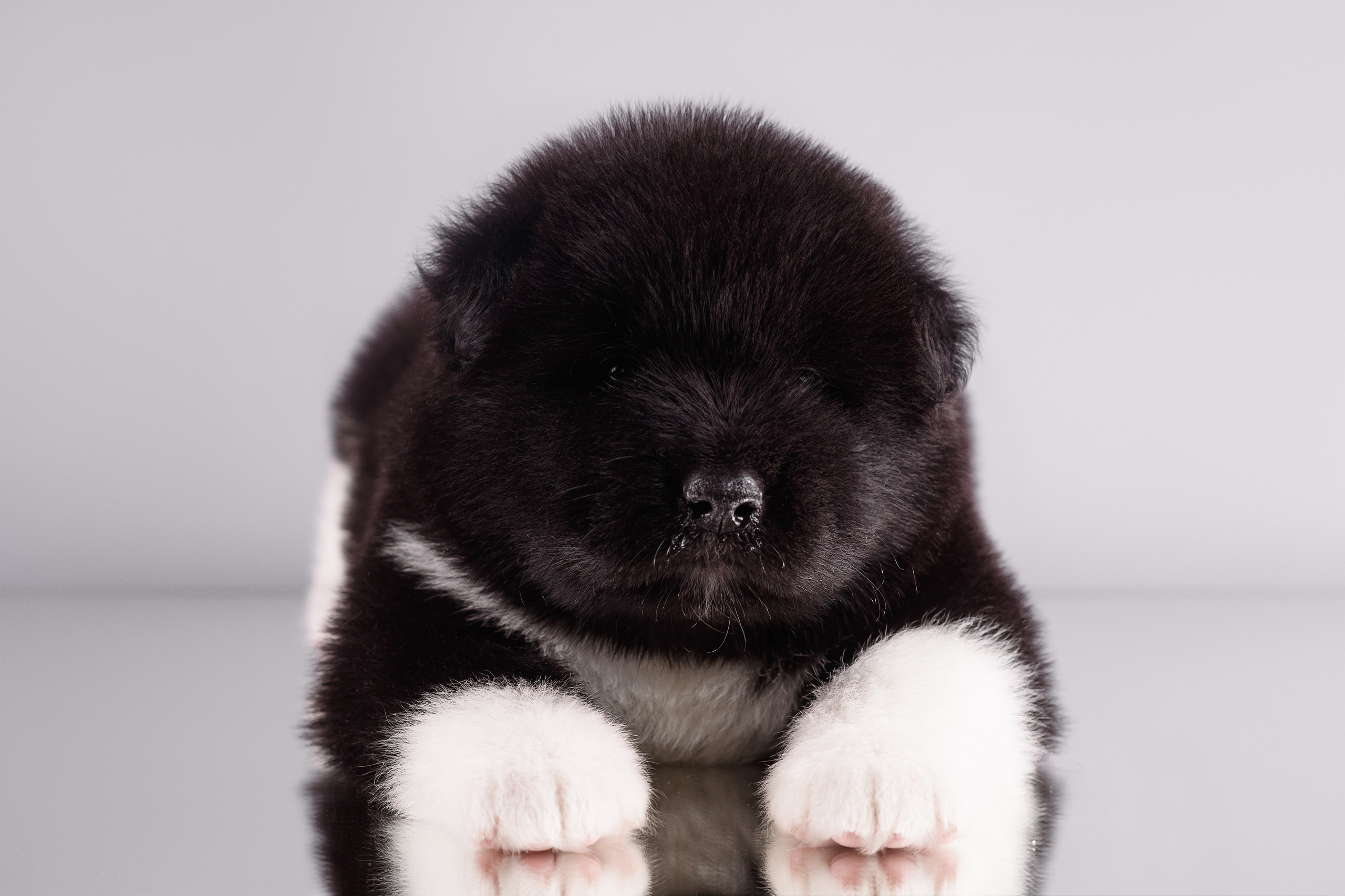 Щенки Американской Акиты — 04.11.2024. Фотограф — Анималист | Анна Абрамова