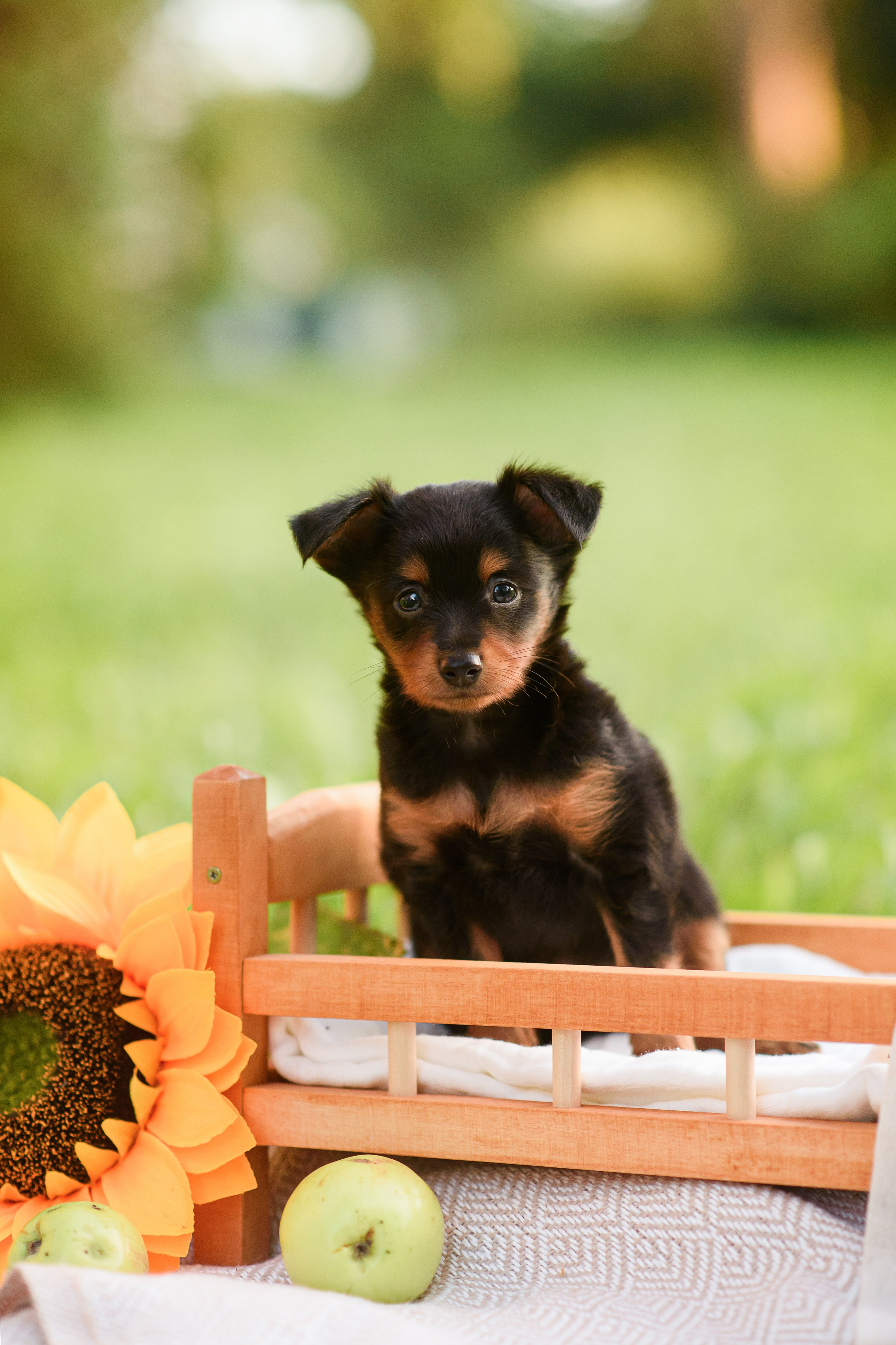 Щенки Пражских крысариков — 03.08.2024. Фотограф — Анималист | Анна Абрамова
