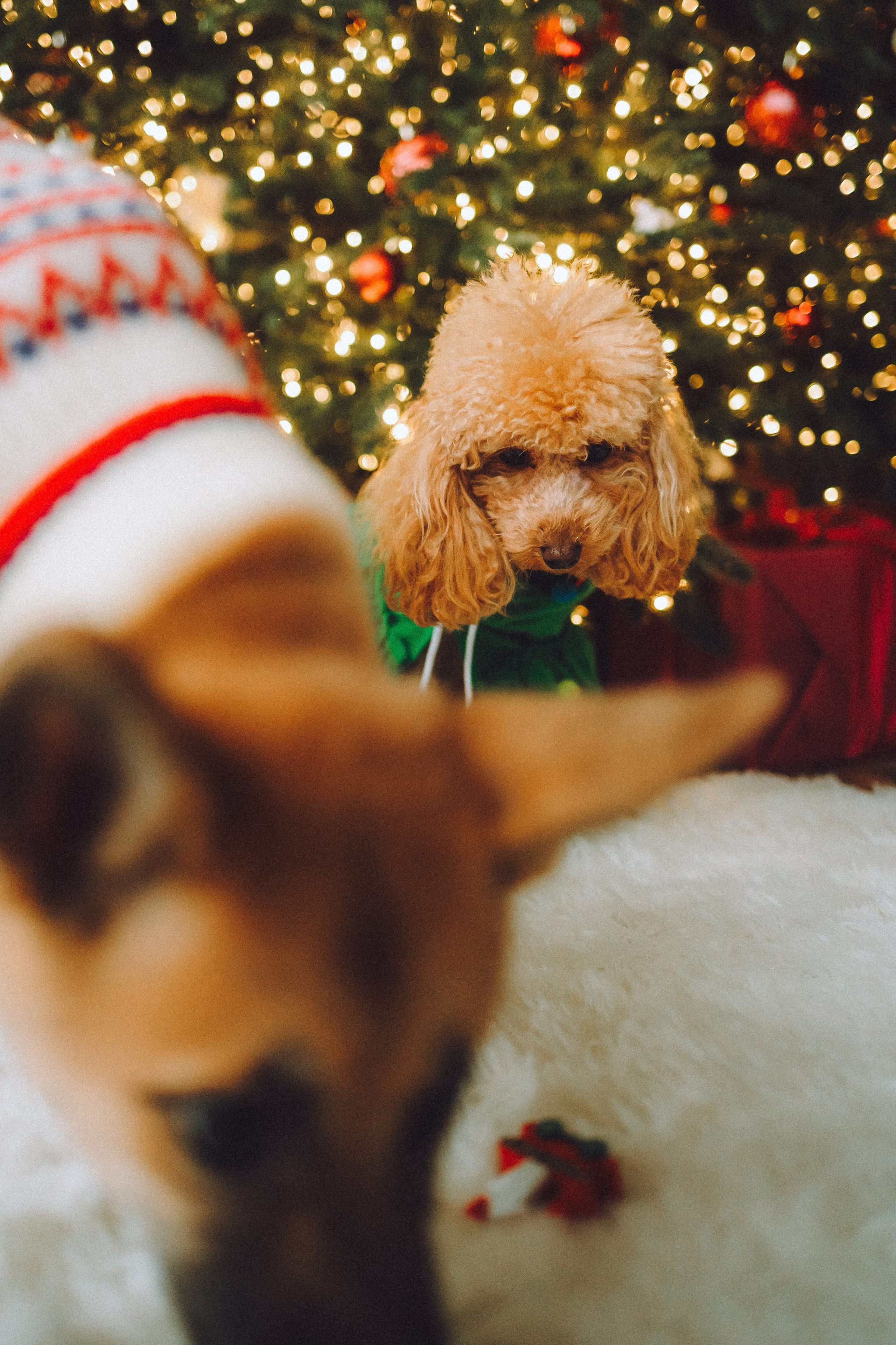 Джули, Шелли и их семья