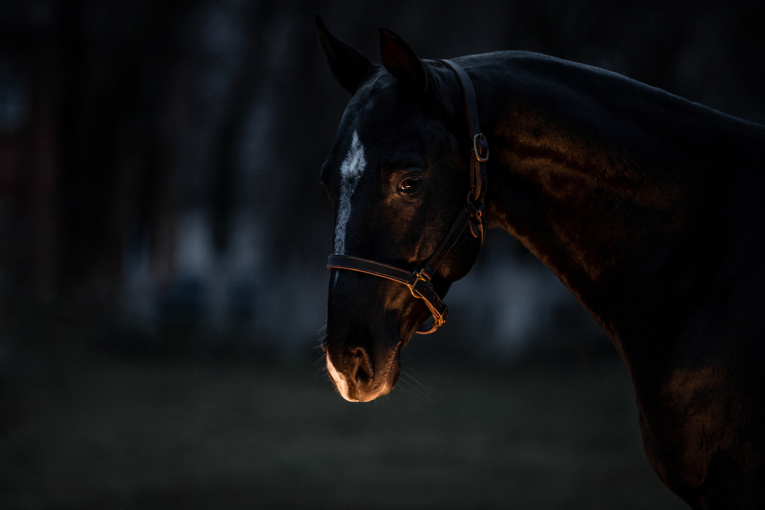 Разное. Фотограф-анималист Ксендзова Кристина