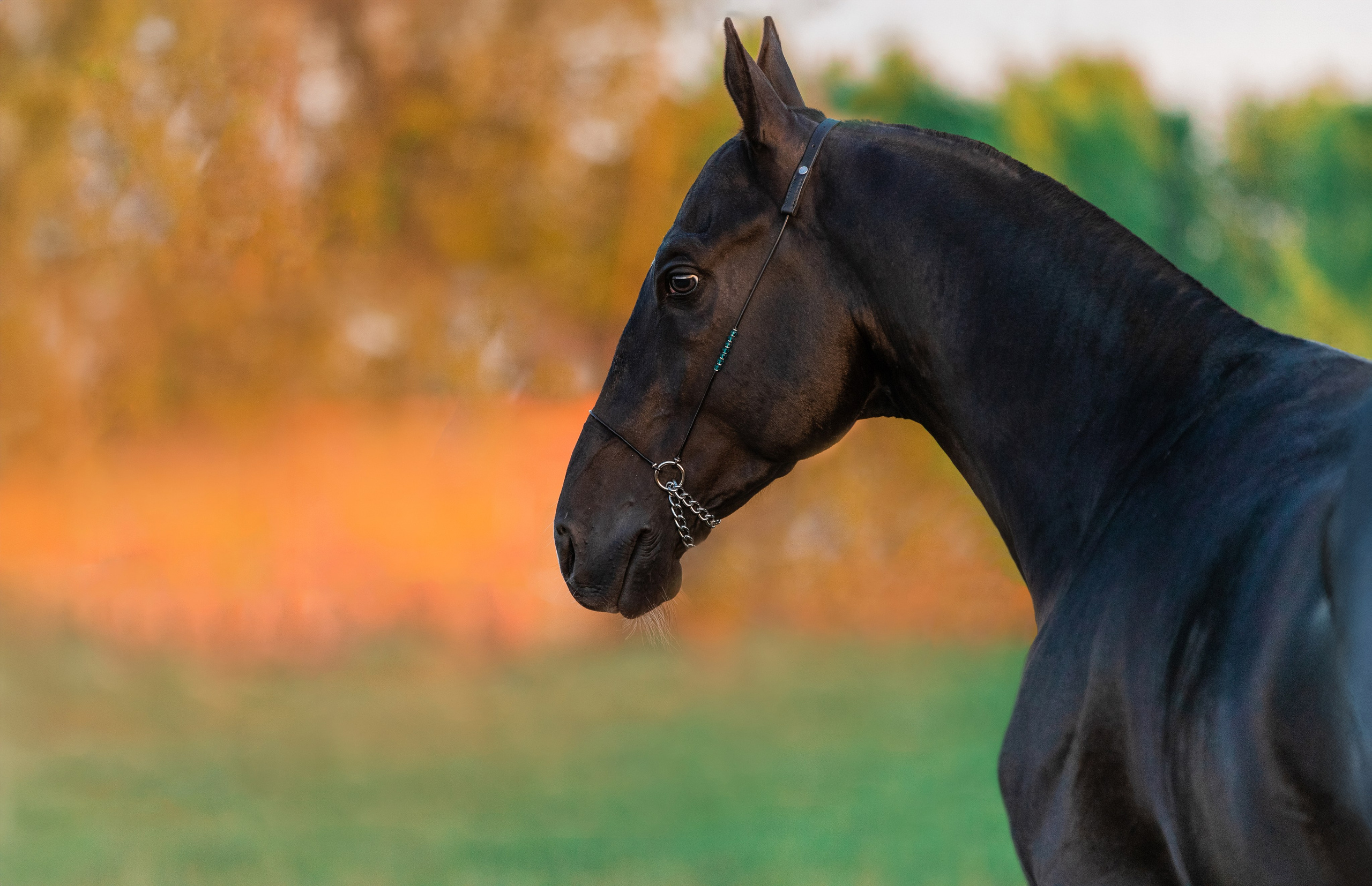 На природе. Фотограф-анималист Ксендзова Кристина