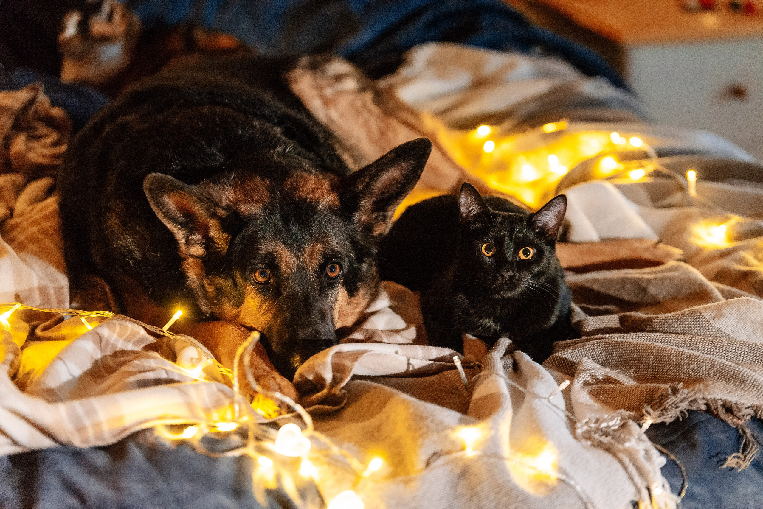 Светлана, Альфа и кошки ✨. Фотограф-анималист Анастасия Парфенова|Екатеринбург