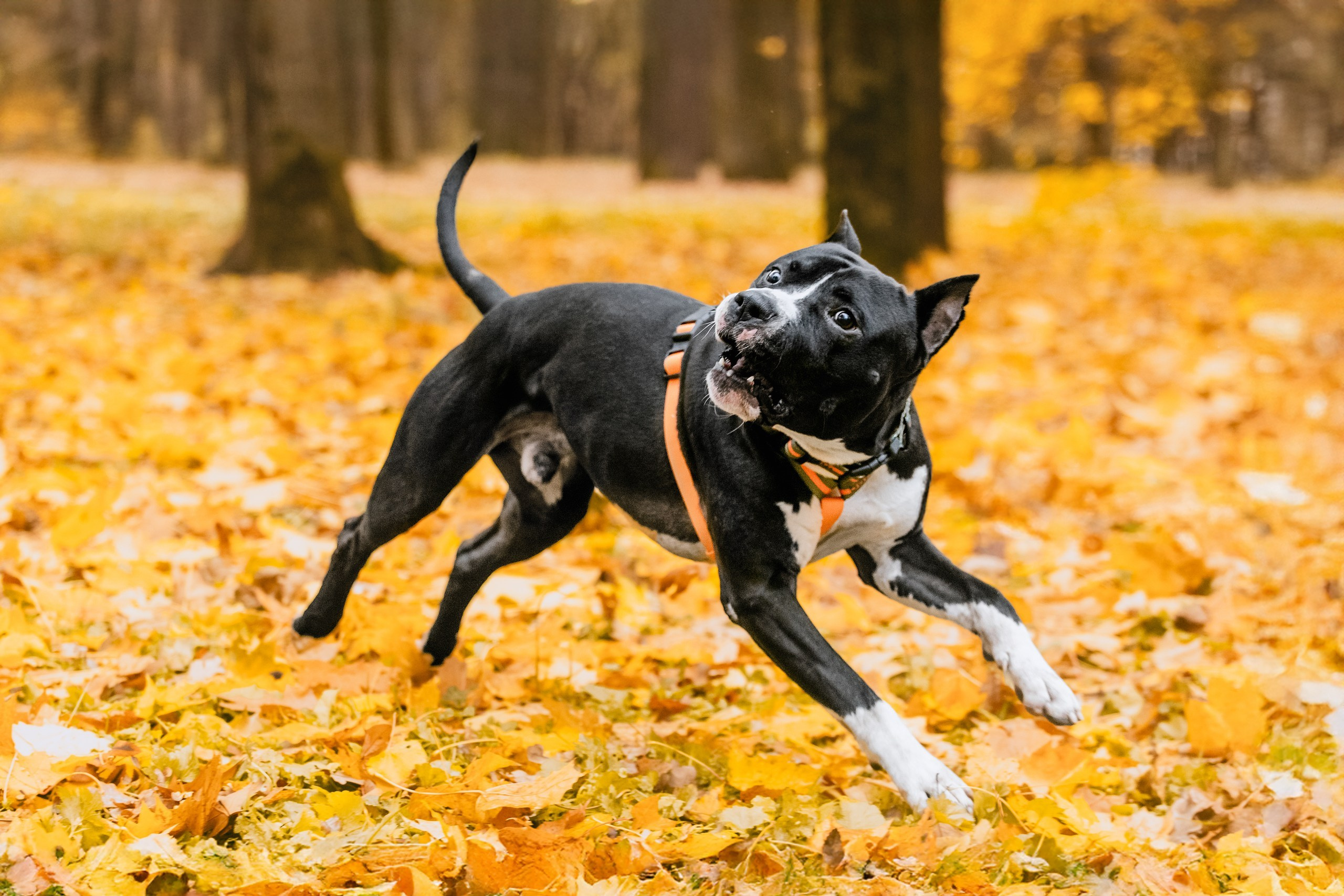 Собаки из приюта Дубовая роща осень 2025. Фотограф-анималист Татьяна Степанова