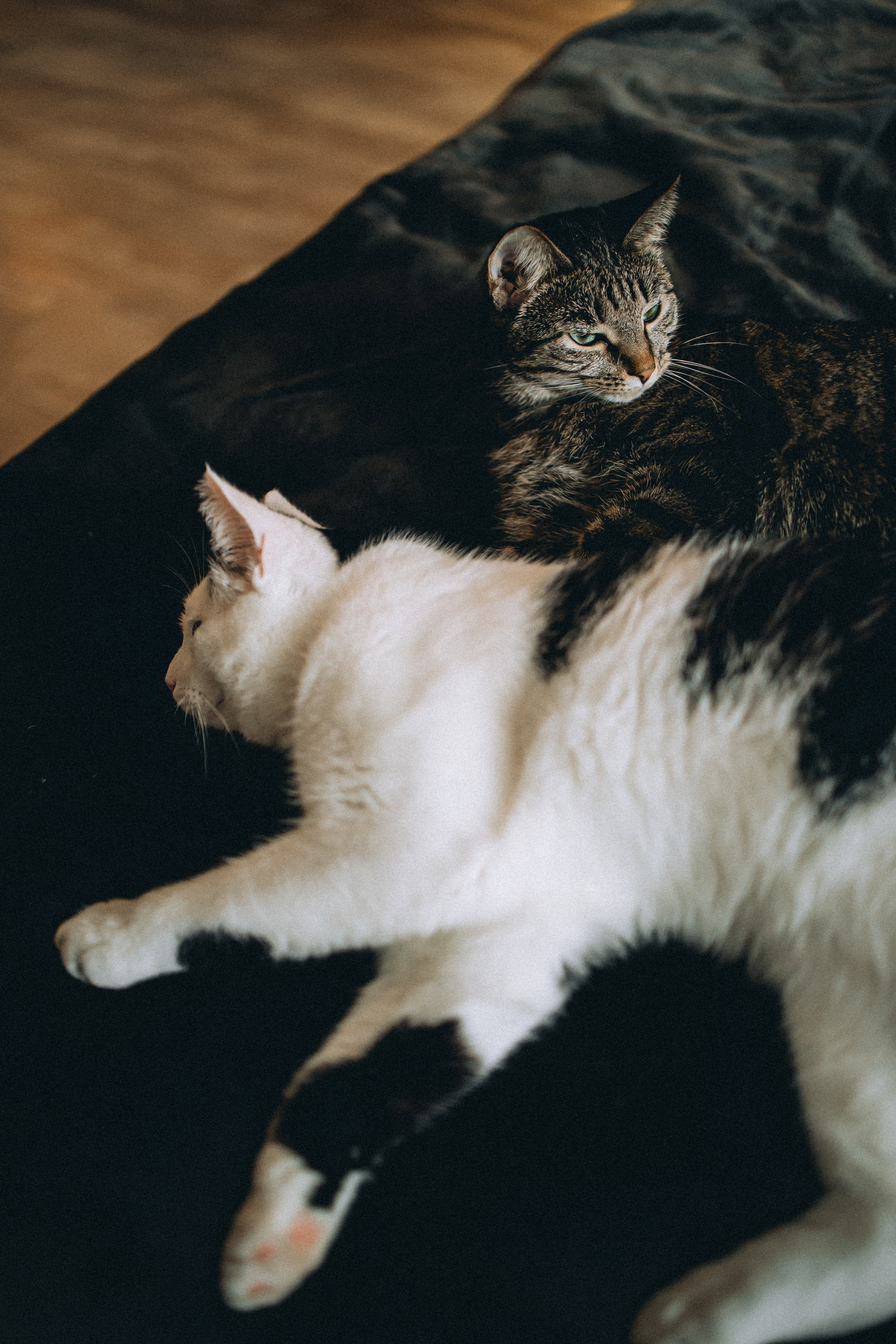 Рыся, Кепа и их семья