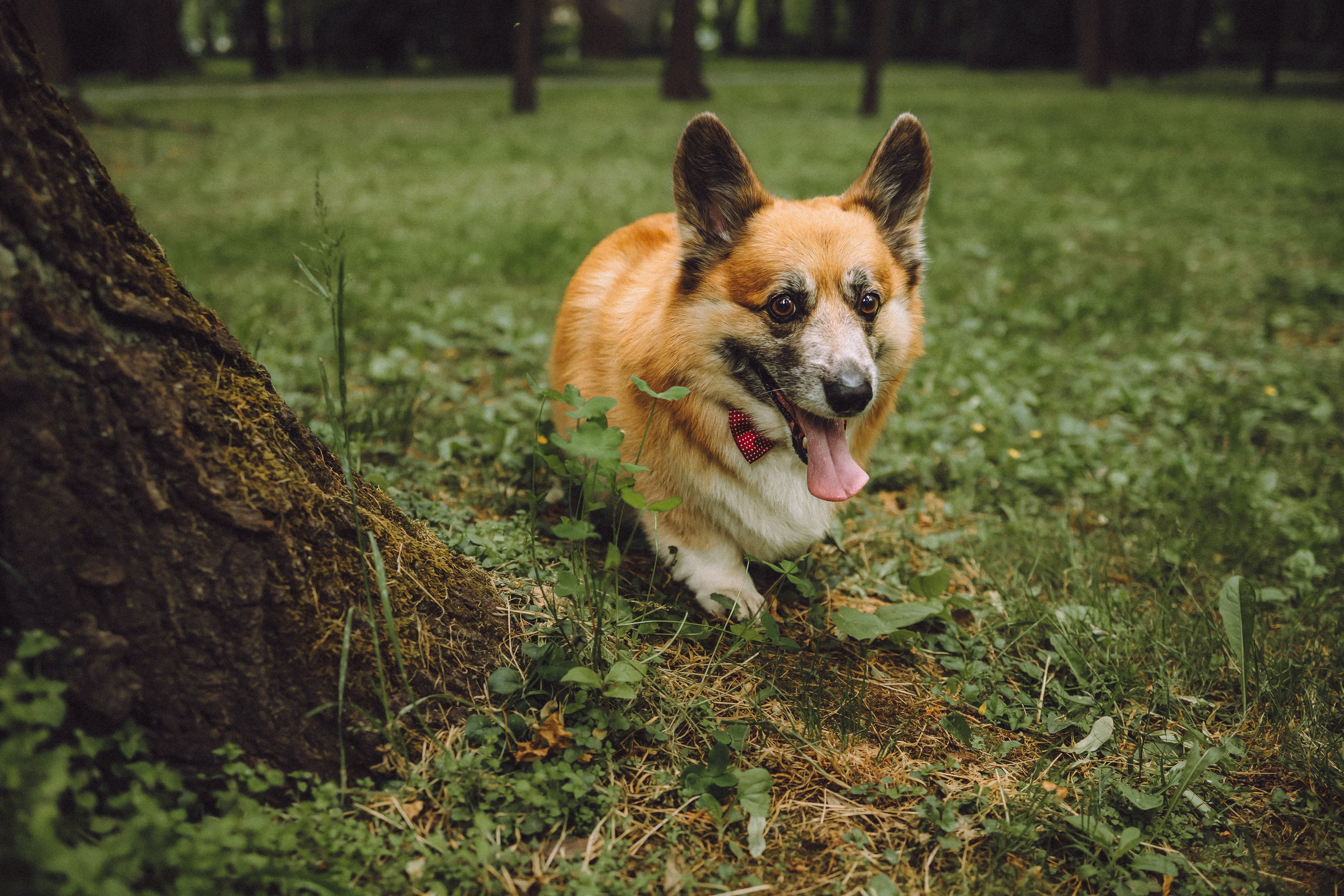 Ира, Леша и Харли