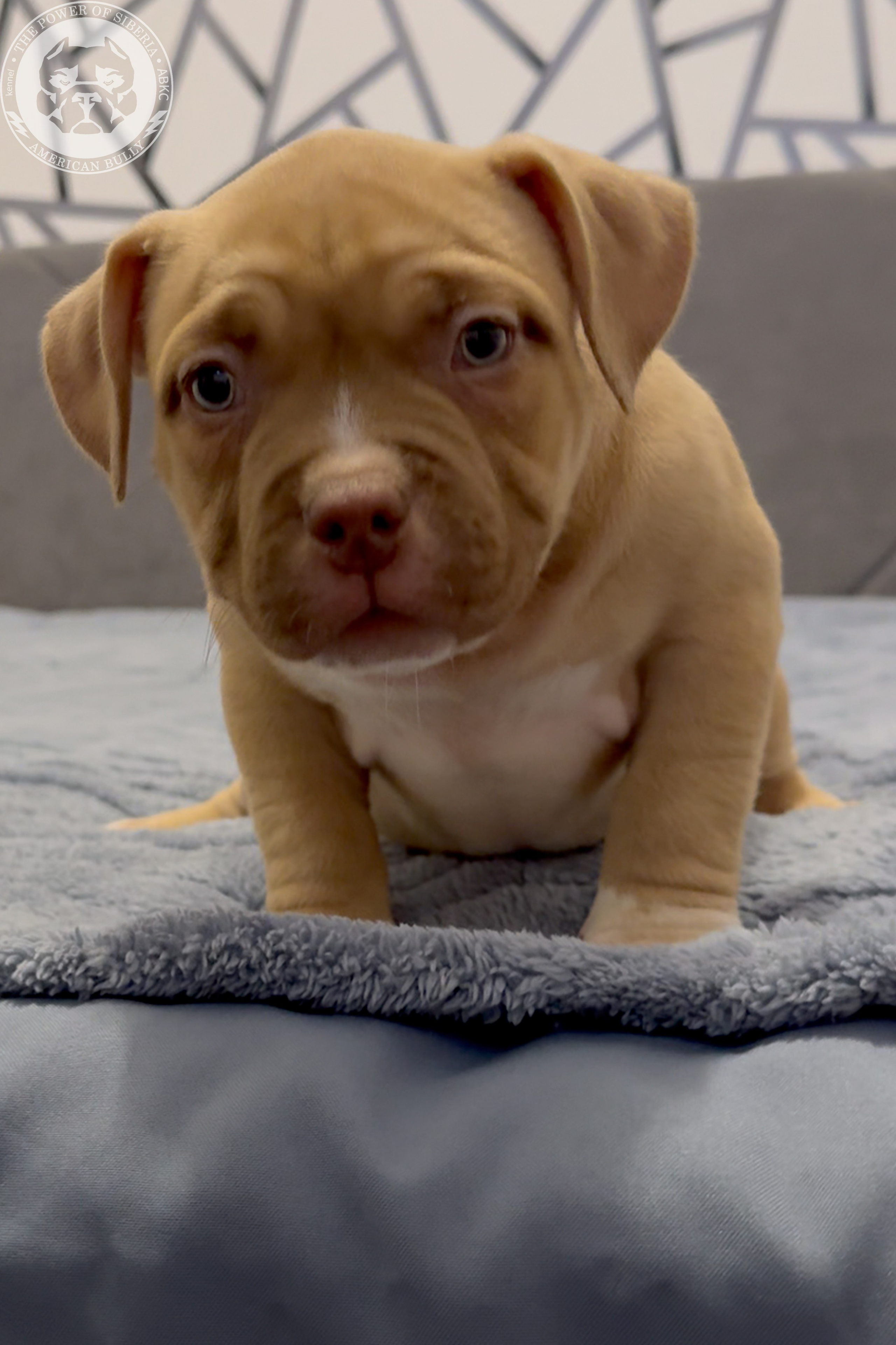 21.02.26-Мила-Турук. Американский Булли в г. Ростов-на-Дону. Питомник THE POWER OF SIBERIA