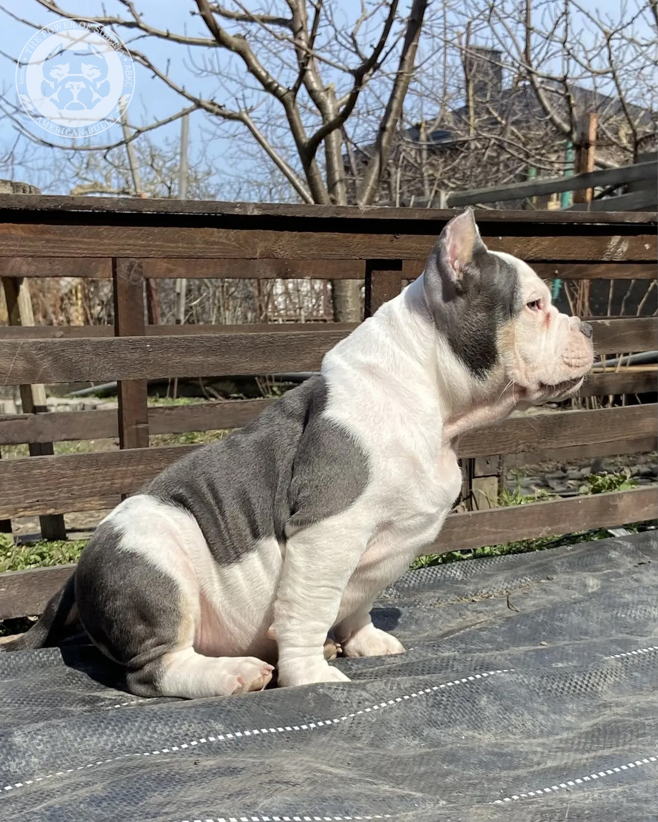 Свободные щенки Американский Булли покет. Американский Булли в г. Ростов-на-Дону. Питомник THE POWER OF SIBERIA