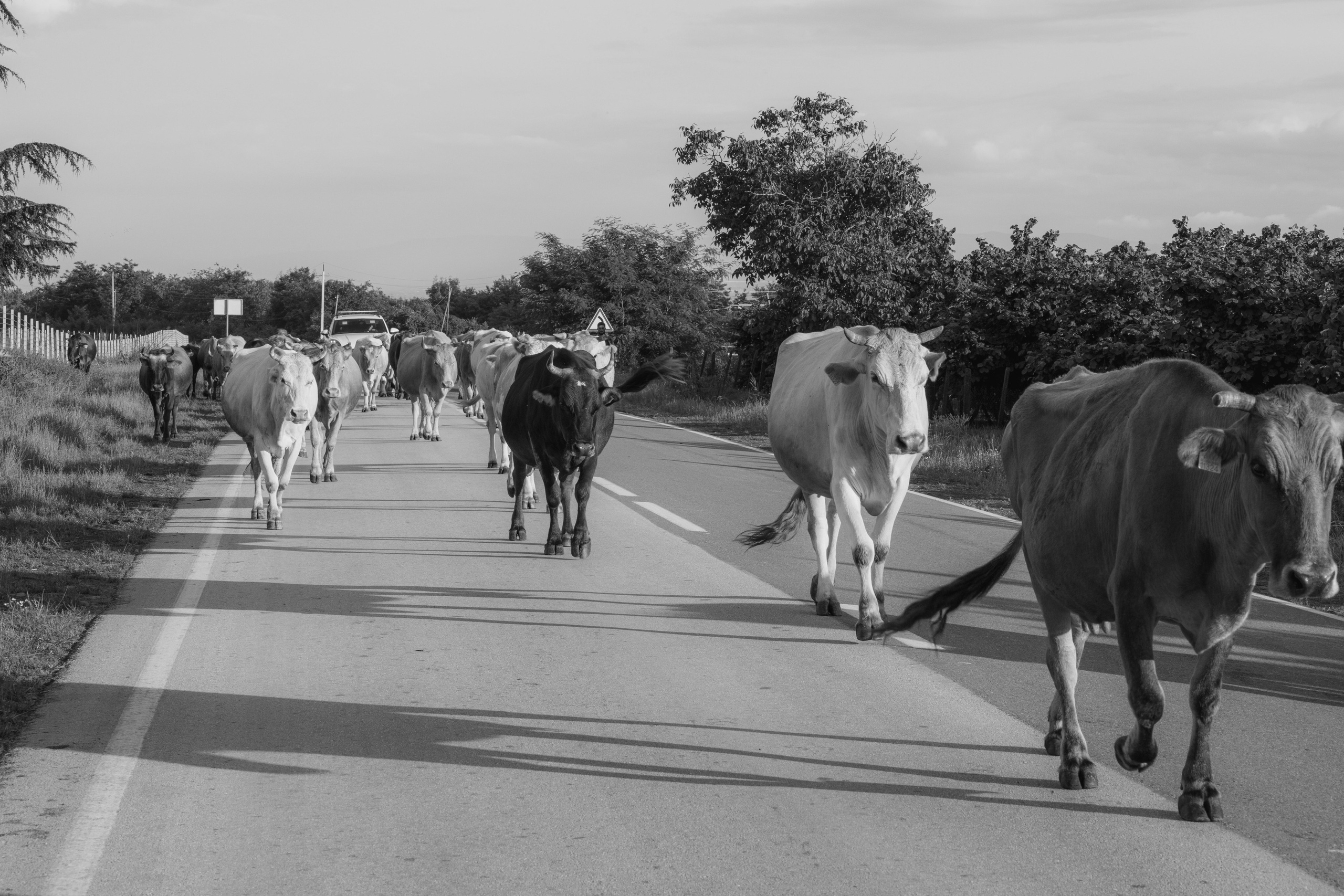 Georgia, 2024. Воройская Анна