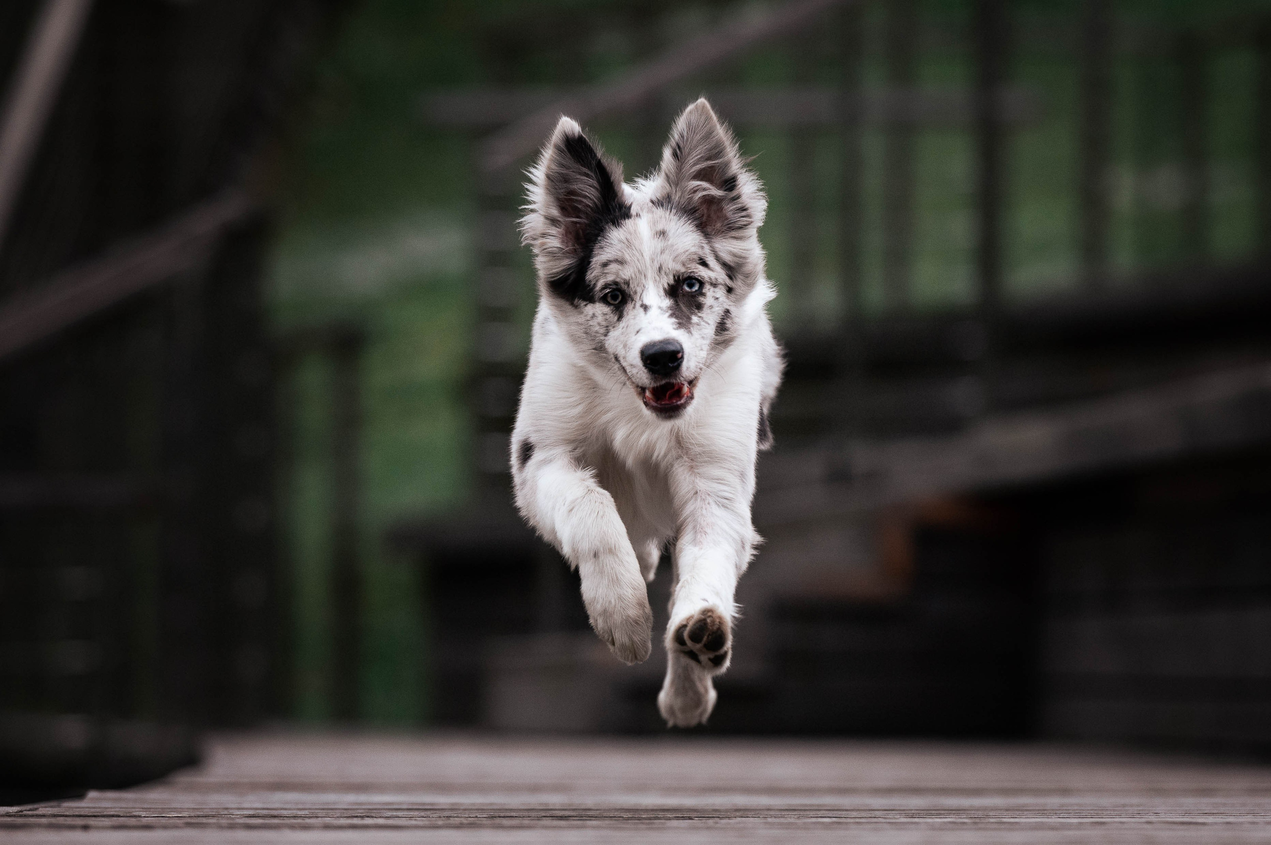 Весна на ВДНХ. Фотограф-анималист