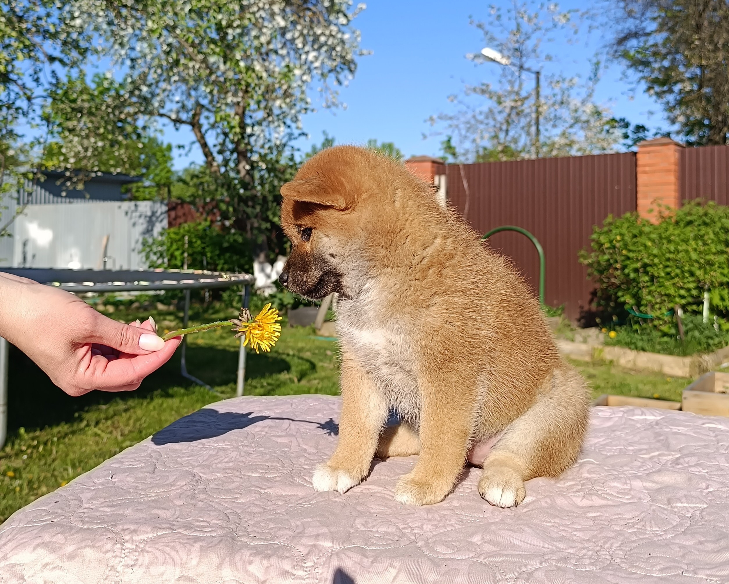 сиба питомник Рубилайт щенки на продажу rubylight  сиба щенки купить СПб Санкт-Петербург