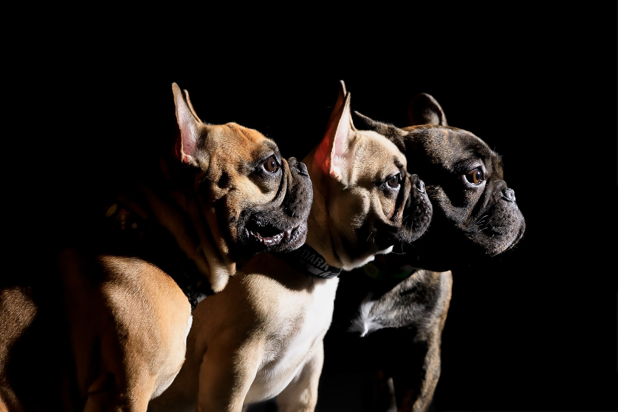 Семейная фотосессия с питомцами в студии. Фотограф в Саратове Ольга Мазлова