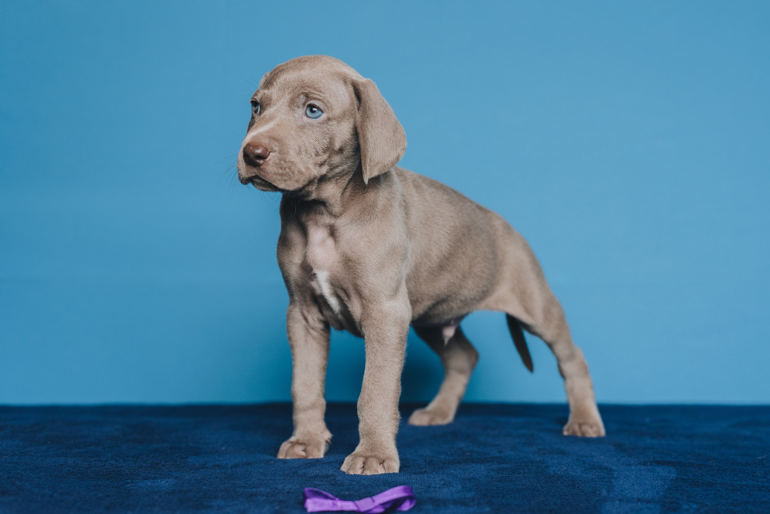 Weimaraner. Natalia Finch Photography — Family, Kids & Pet Photographer in Chicago, IL