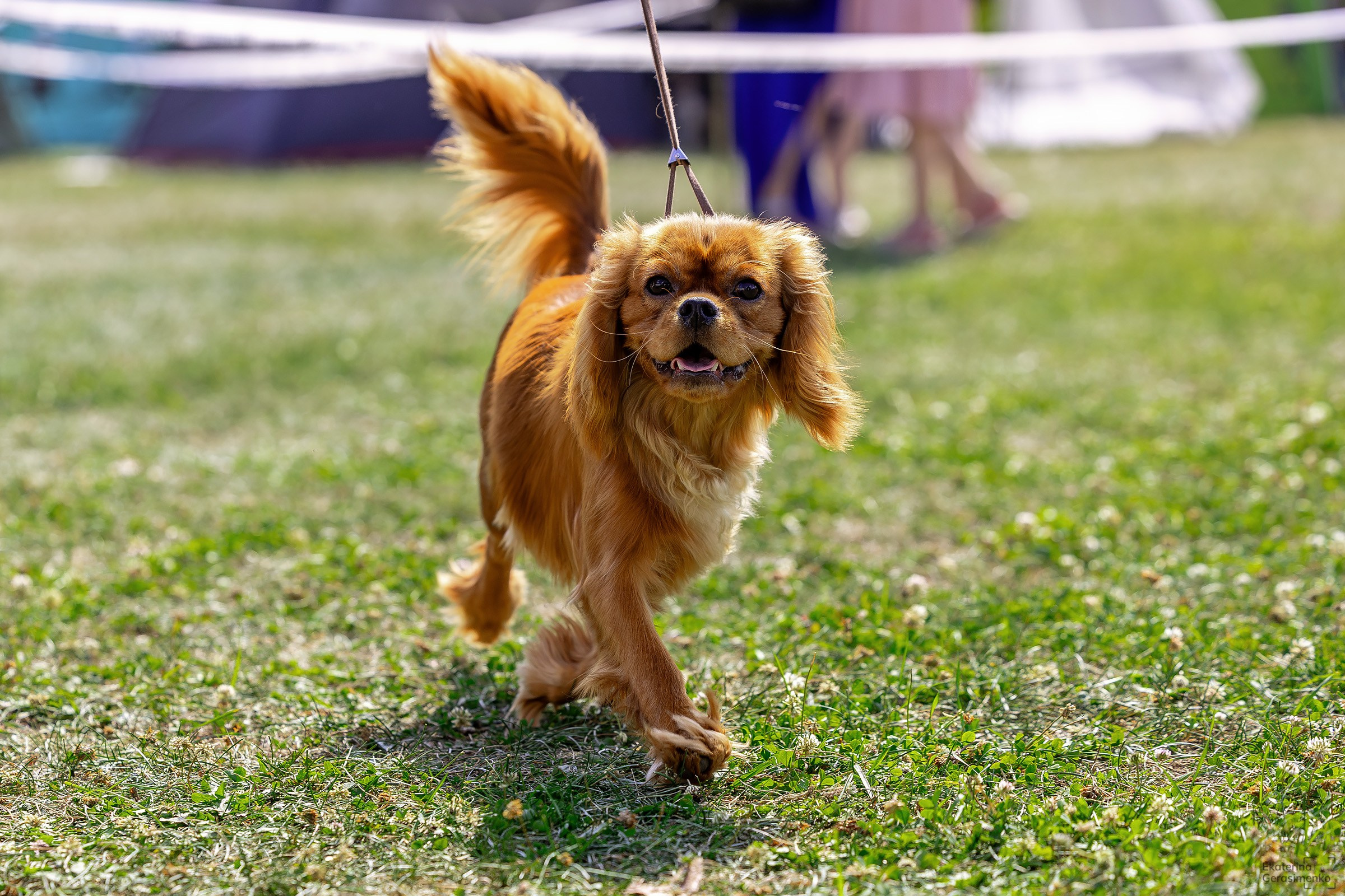 2–3 августа 2025, Выставка РКФ, г. Пермь. Htykk_photo