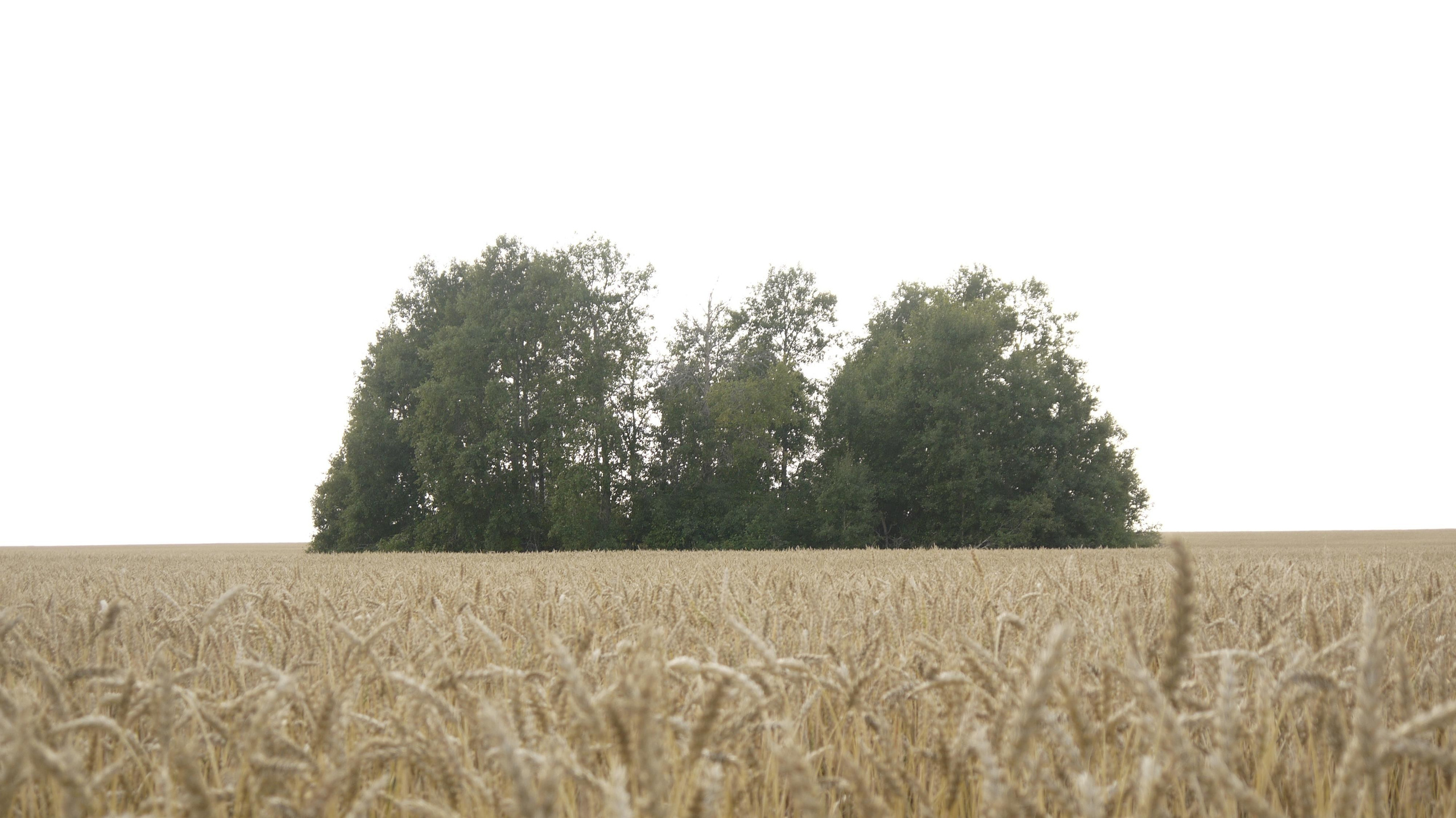 Этот прекрасный мир