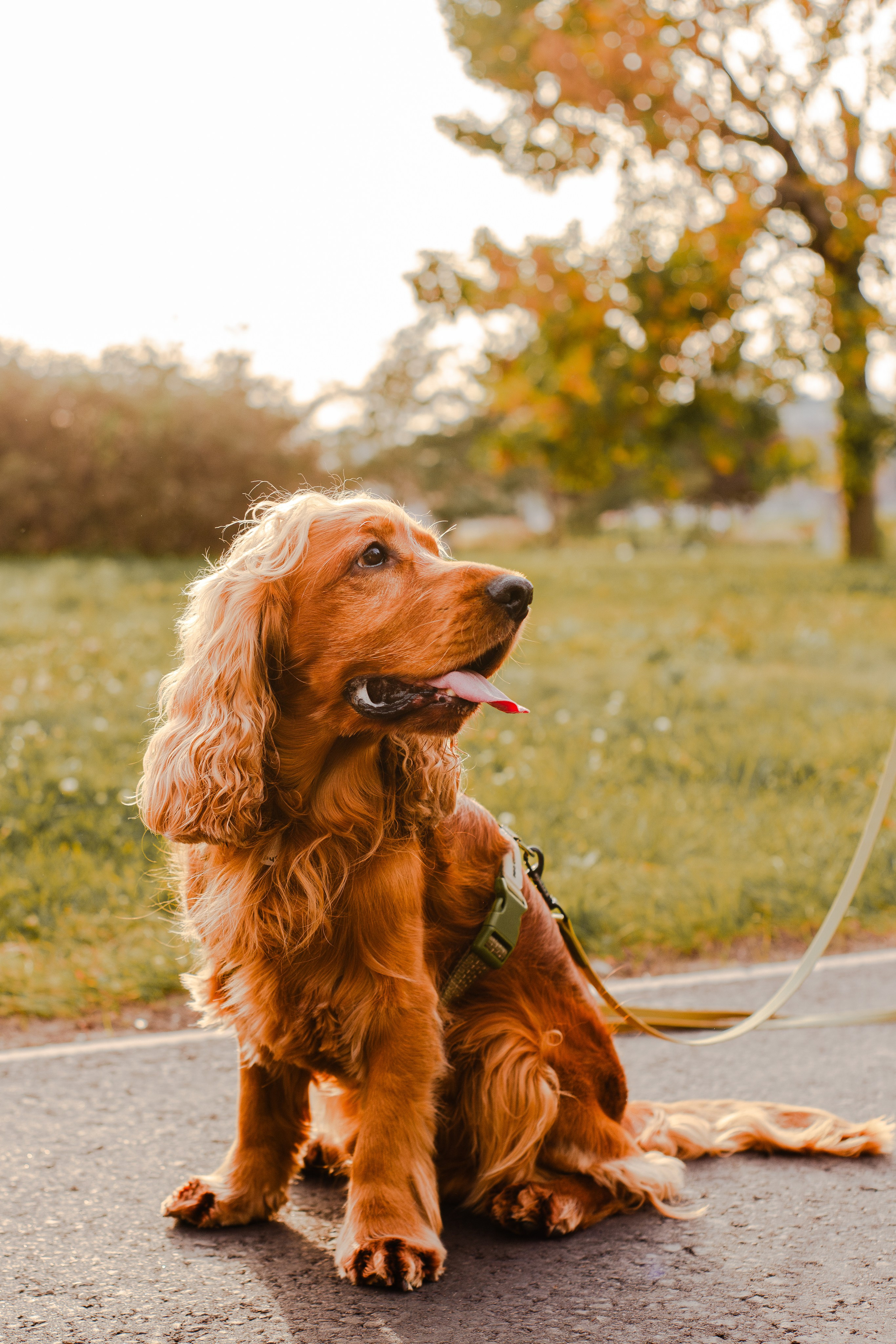 Арина, Паша и Арчер. Фотограф-анималист Мария Баркевич | Москва