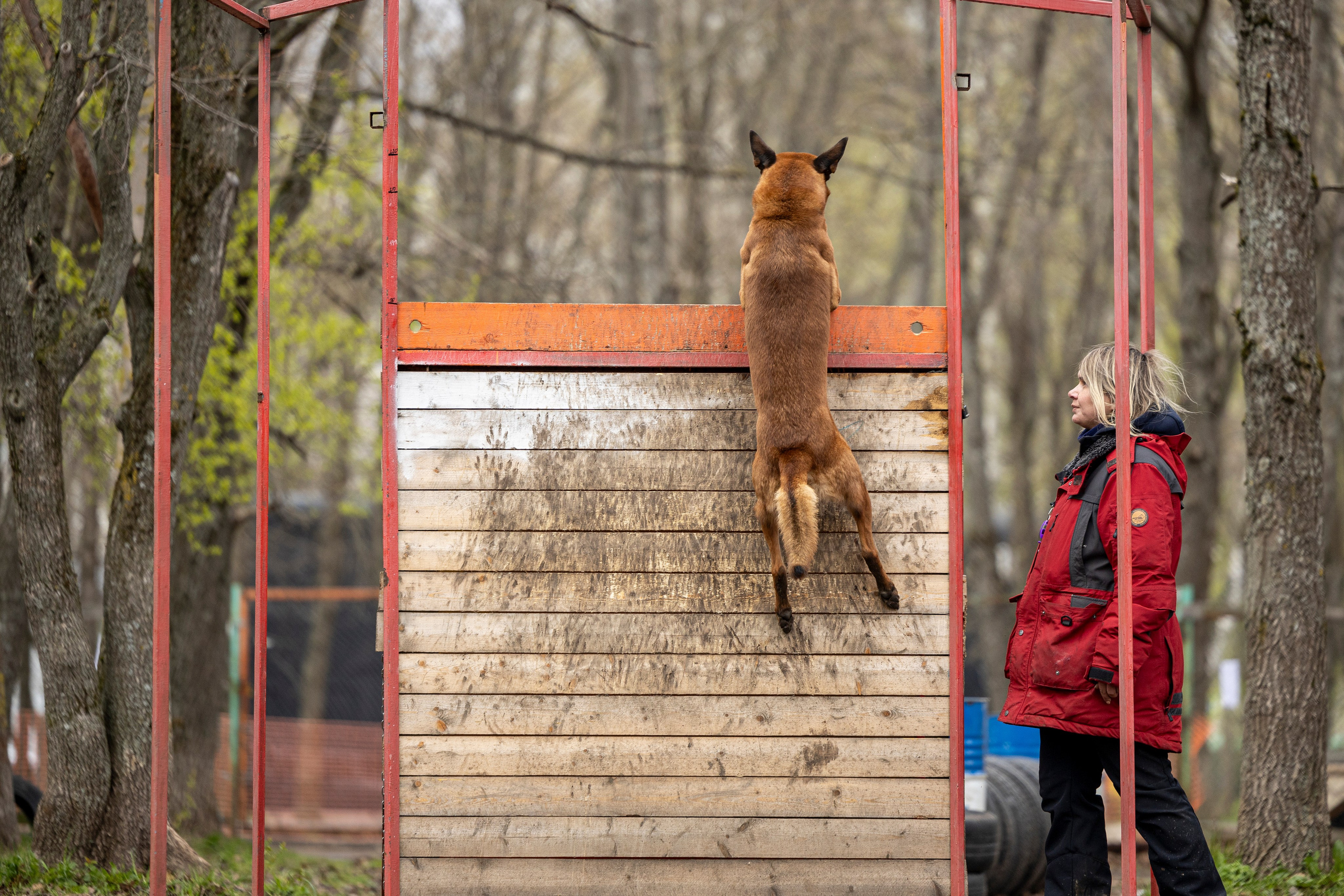 Квалификационные состязания по мондьорингу г. Вологда 11.05.24. Фотограф-анималист Анна Маринич