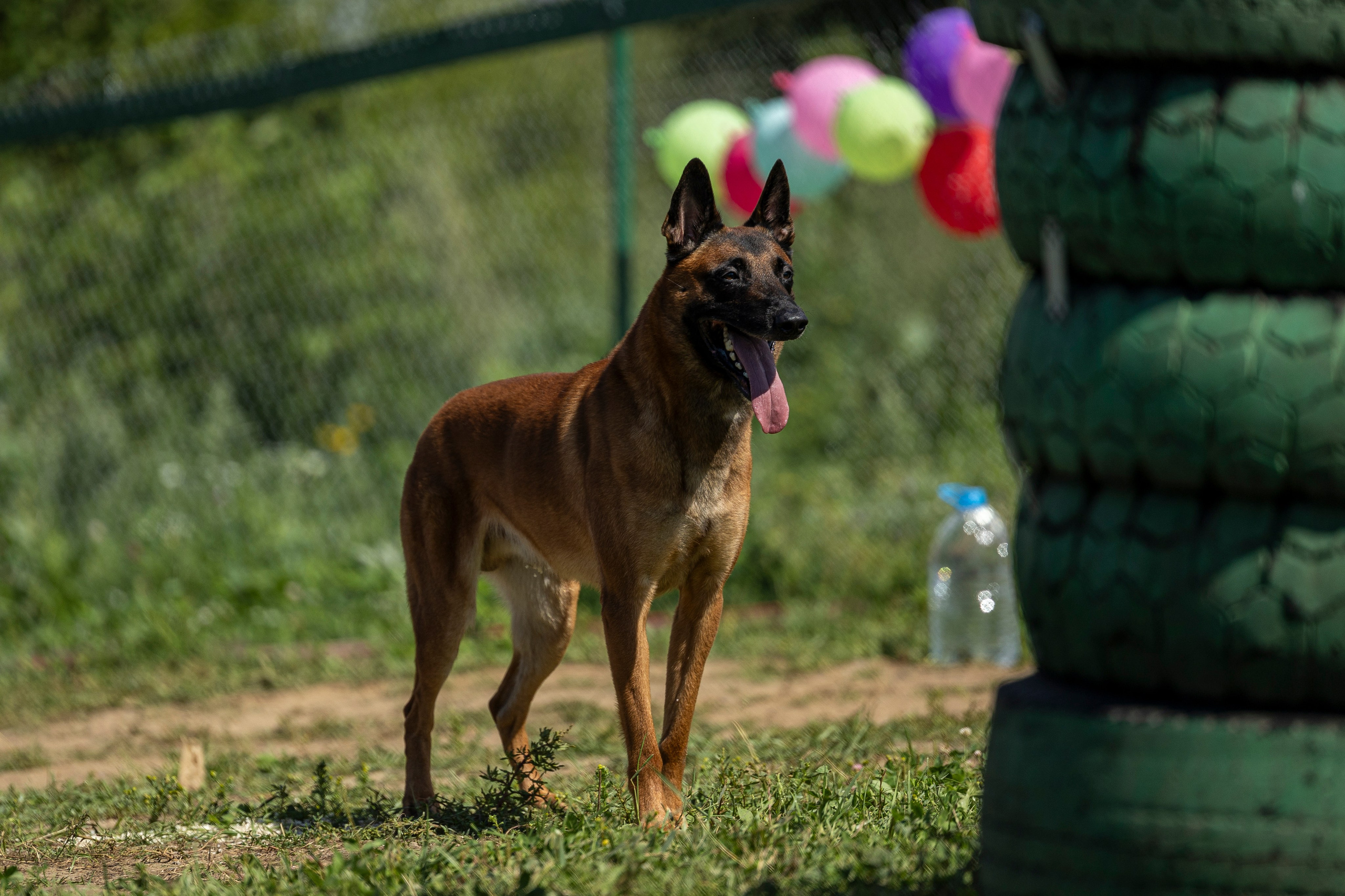 Соревнования по Мондьорингу г. Вологда 10-11.08.2024. Фотограф-анималист Анна Маринич