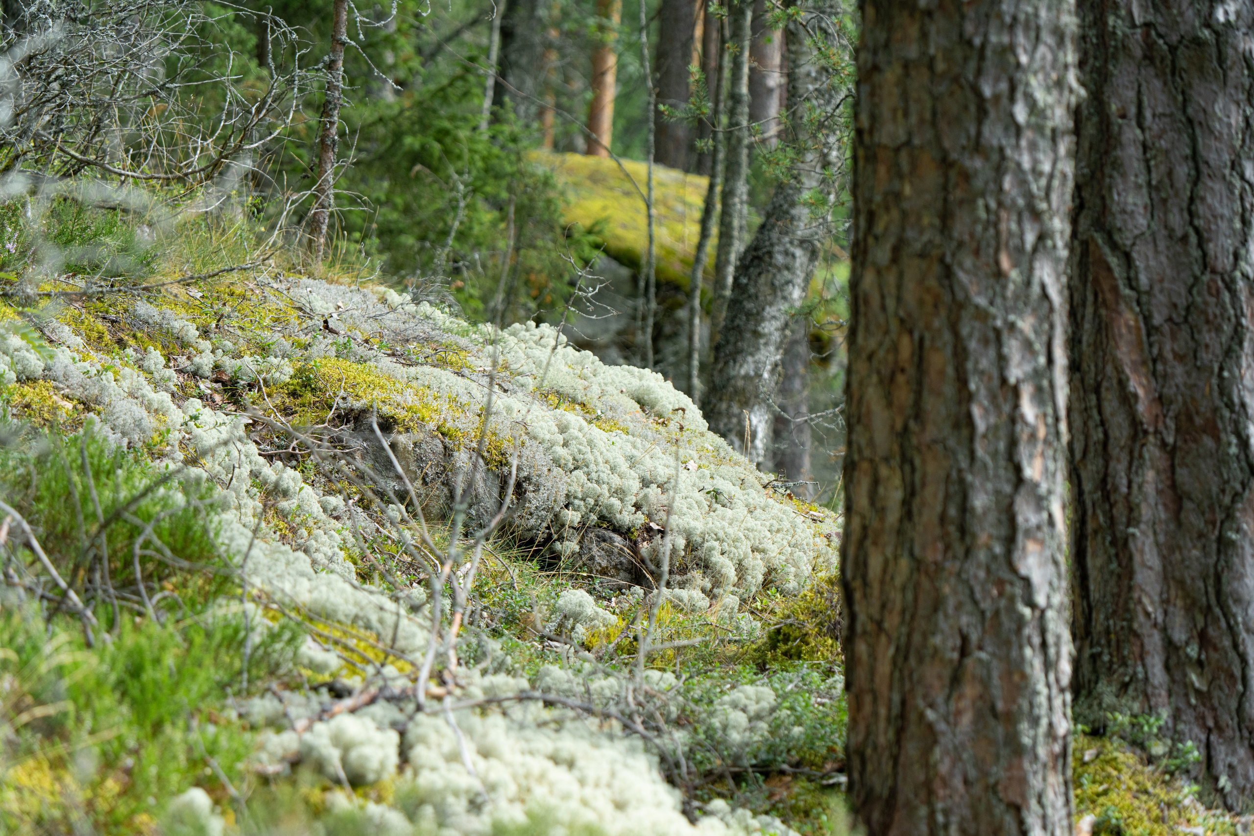 Карелия. ПОБУДЬ ЗДЕСЬ И ЦЕЛЕЕ БУДЕТ ЭТОТ МИР