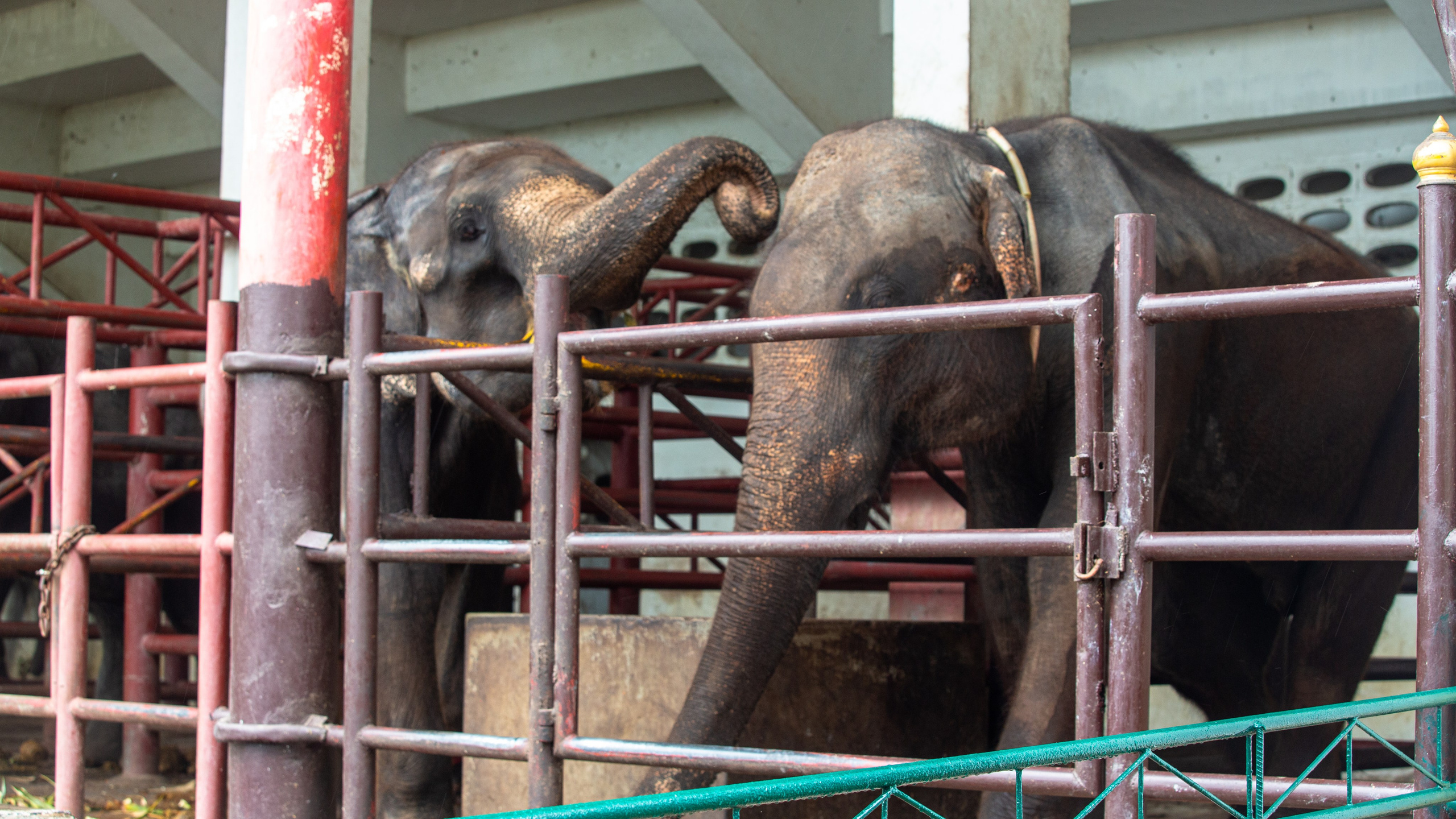 Samut Prakan Crocodile Farm & Zoo. Photographer Sonkina Tatiana (Tanya Ash)