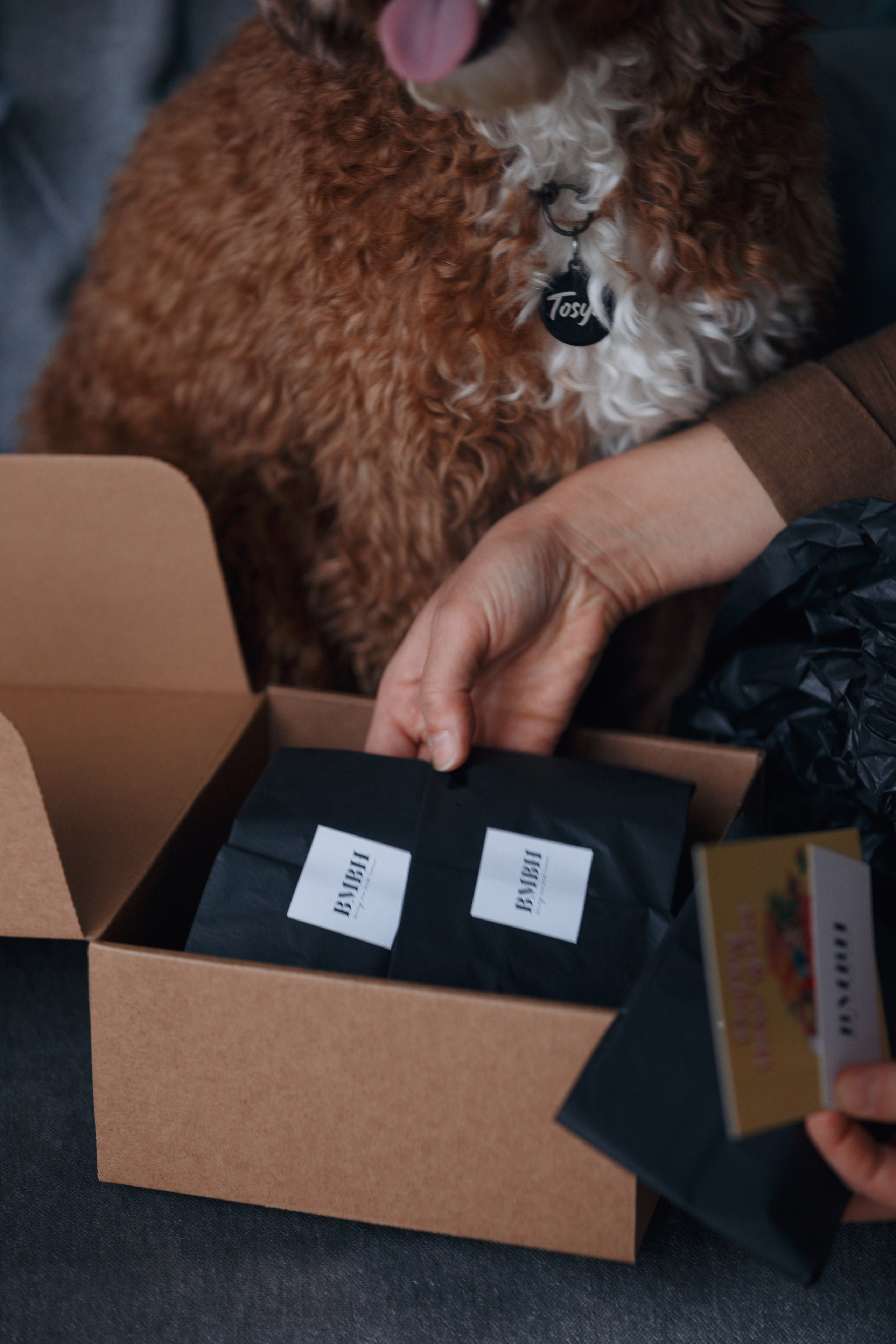 Bmbh лежанки и адресники. Фотограф анималист Кристина Карпова, Москва