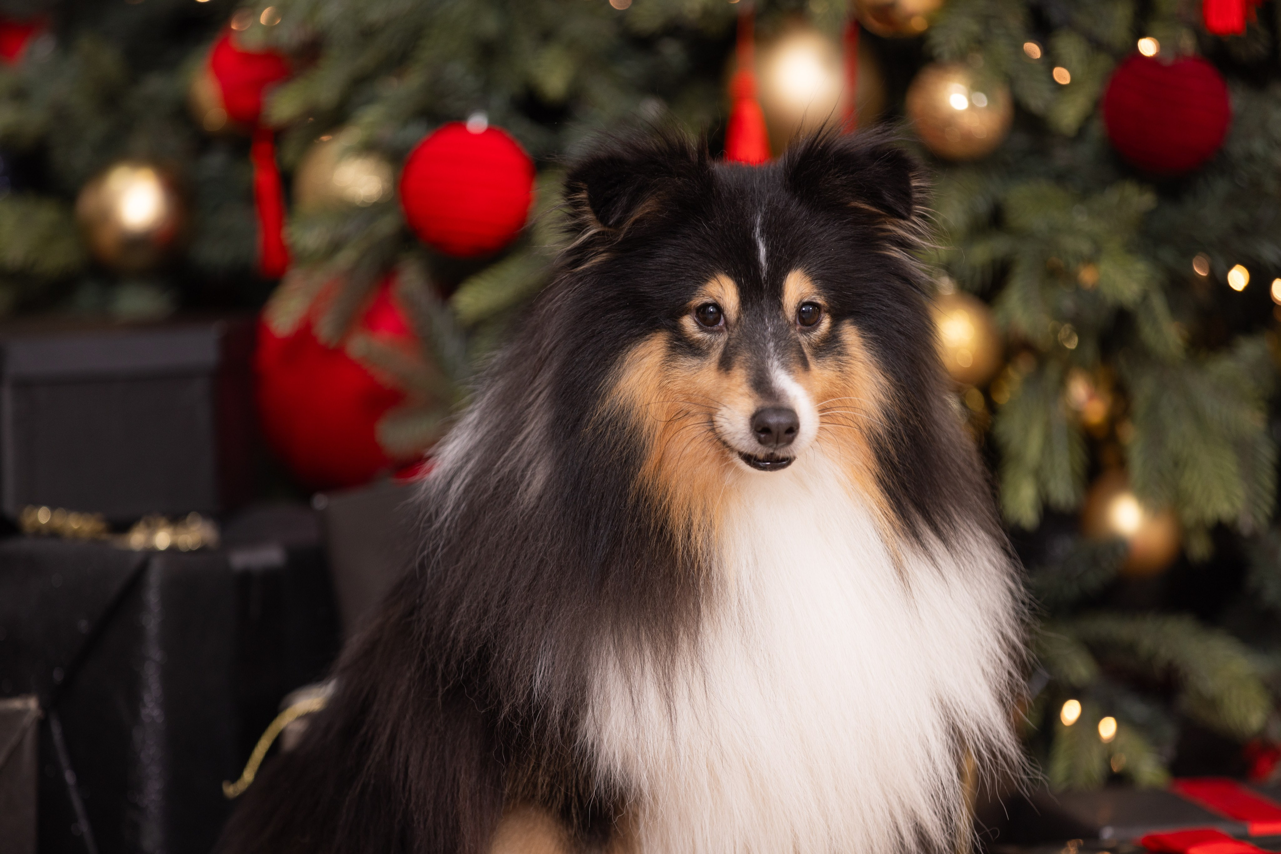 Собаки и не только. Фотограф Алена Звездина
