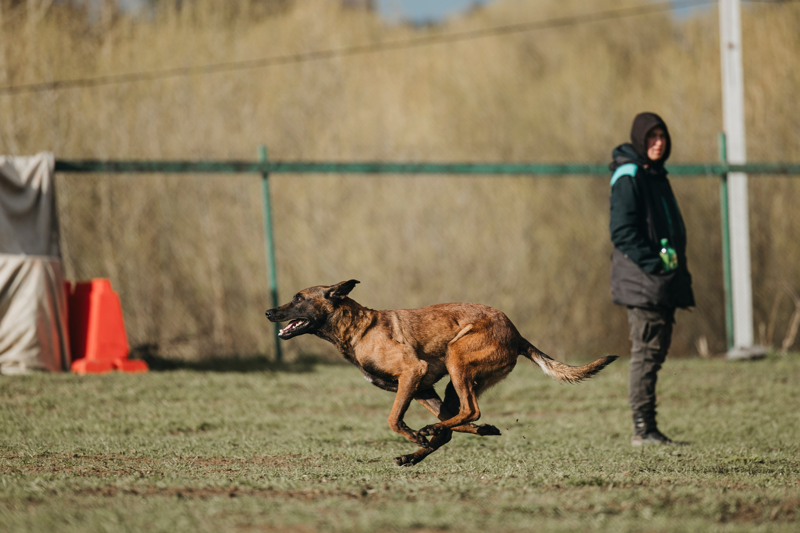 09.05.25 Вологда соревнования. Фотограф-анималист Анна Маринич