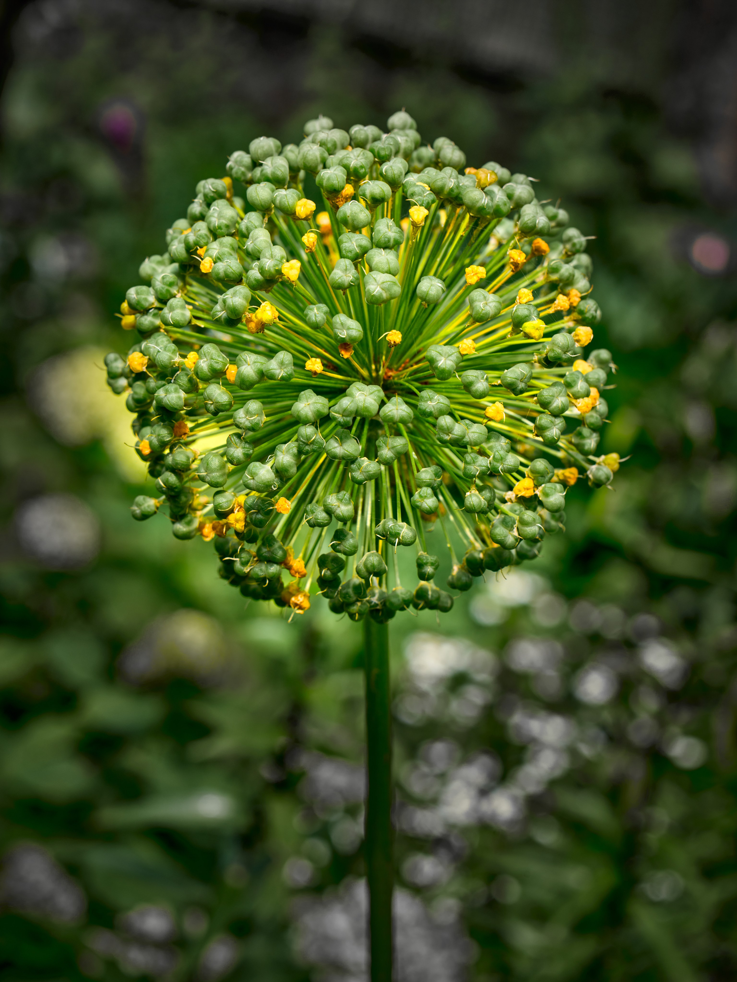 Цветы. Пейзажный и семейный фотограф в Санкт-Петербурге Александр Белов
