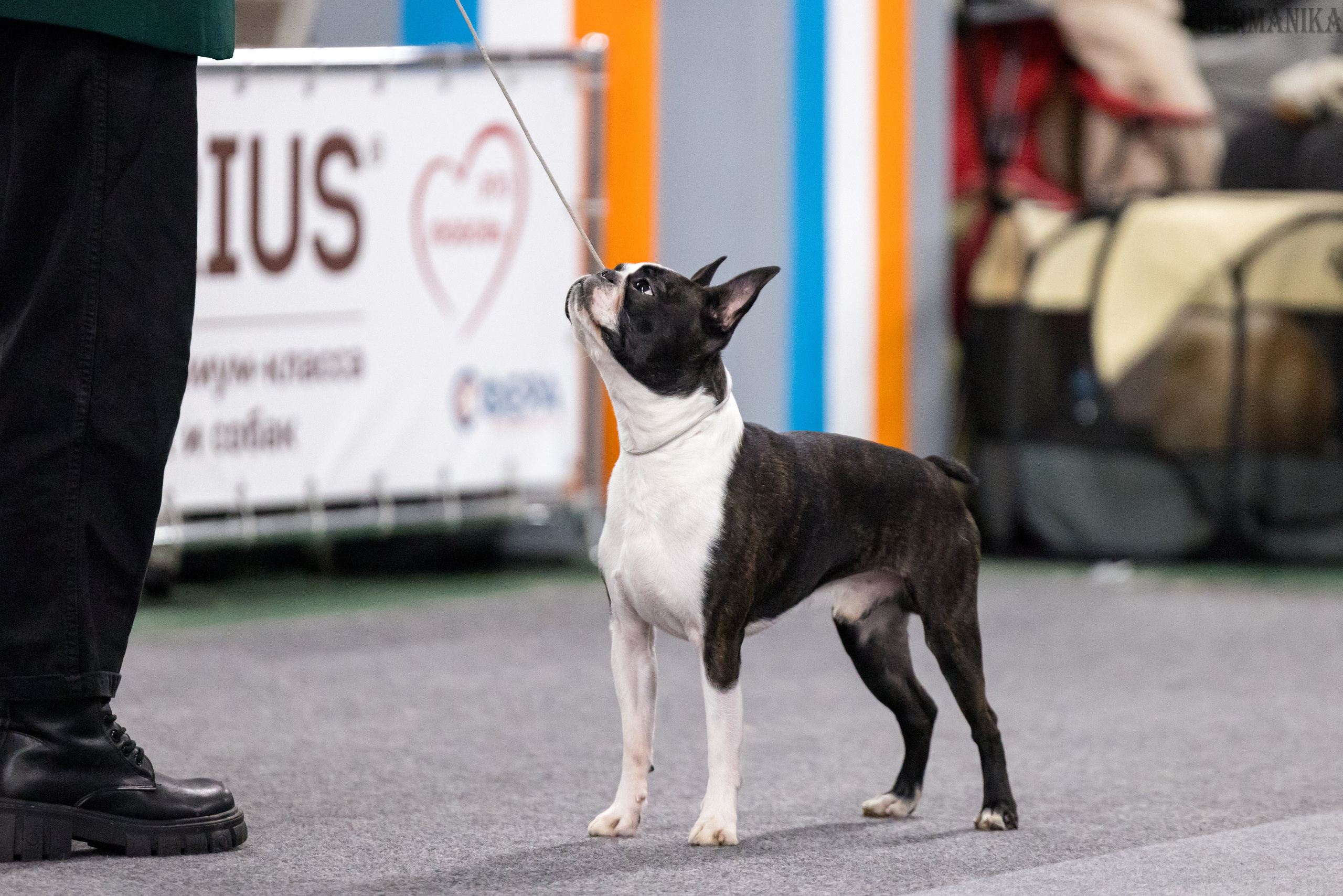 Сфера 28.01. и 4.02.2024. Фотограф-анималист Юлия Германика