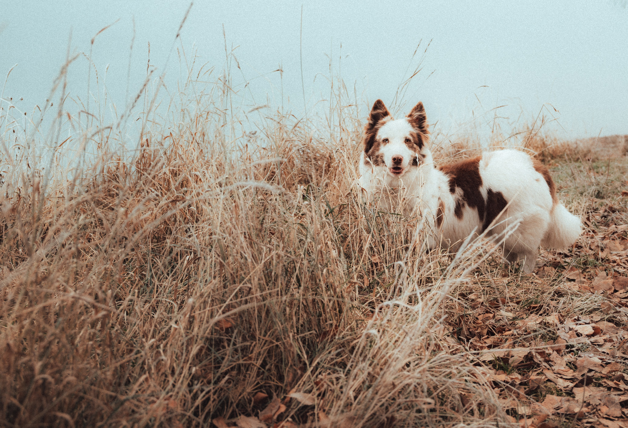 Съемка с собаками, животными. Сайт фотографа Елены Коноваловой Иркутск