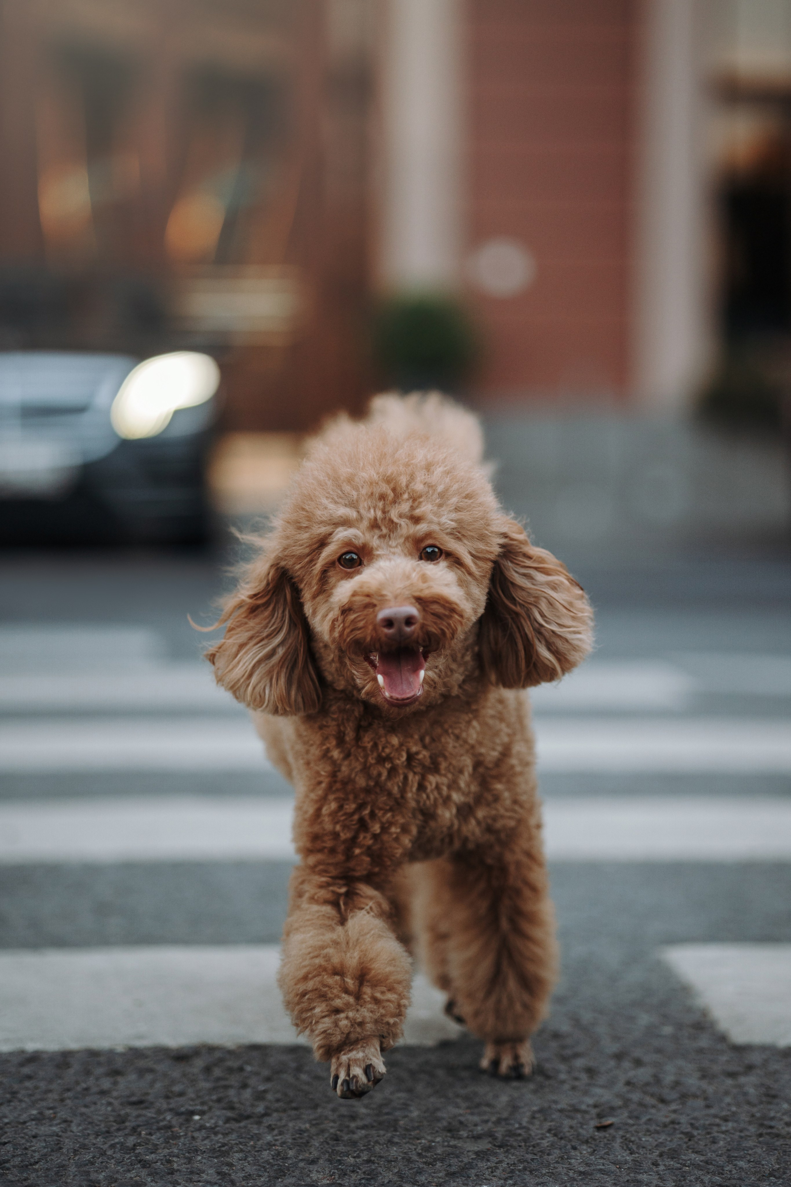Барни и его семья. Фотограф — Анималист | Санкт-Петербург