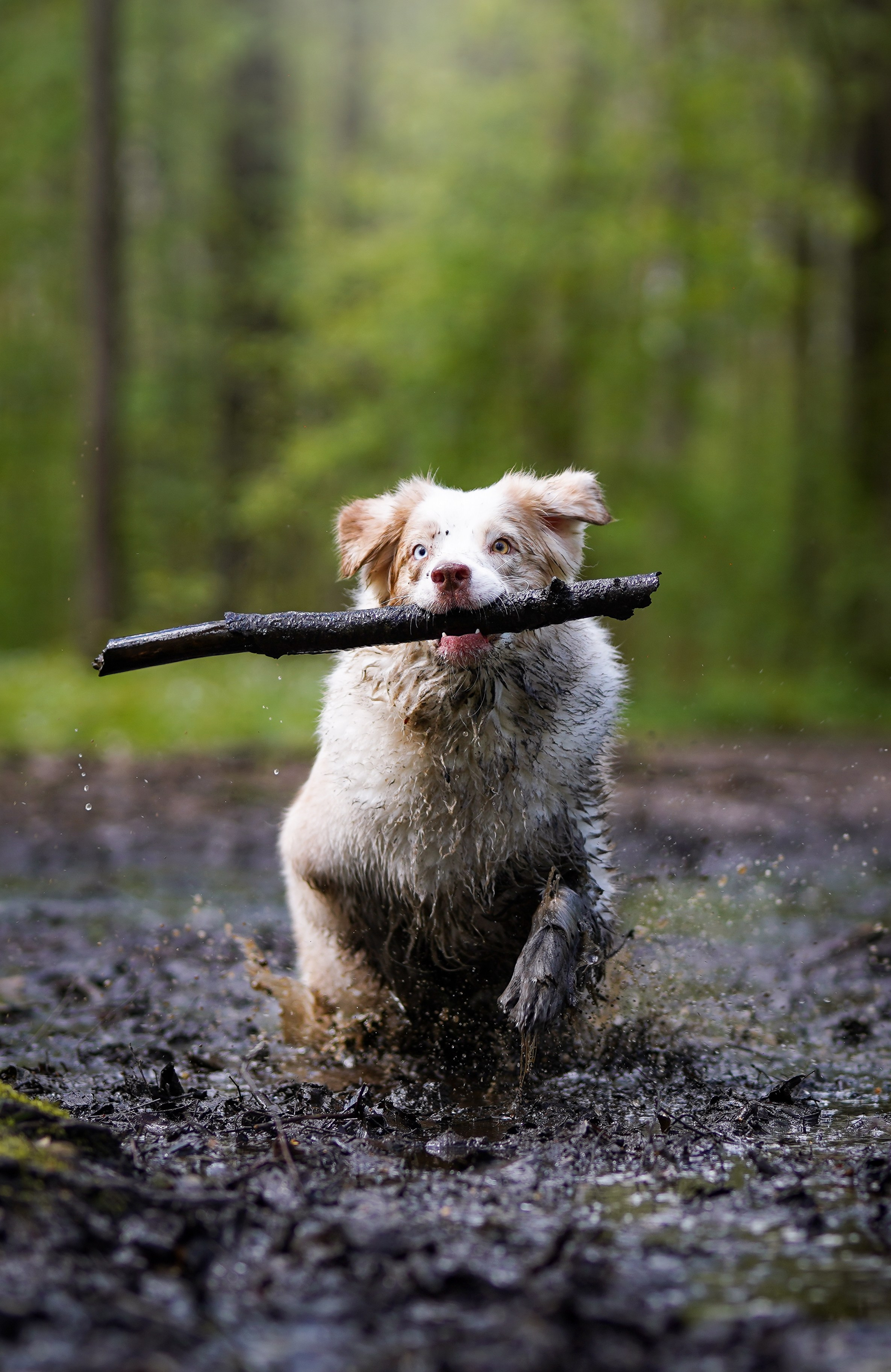 Рокки и Гермиона. Фотограф-анималист в Санкт-Петербурге Яна Мартынова