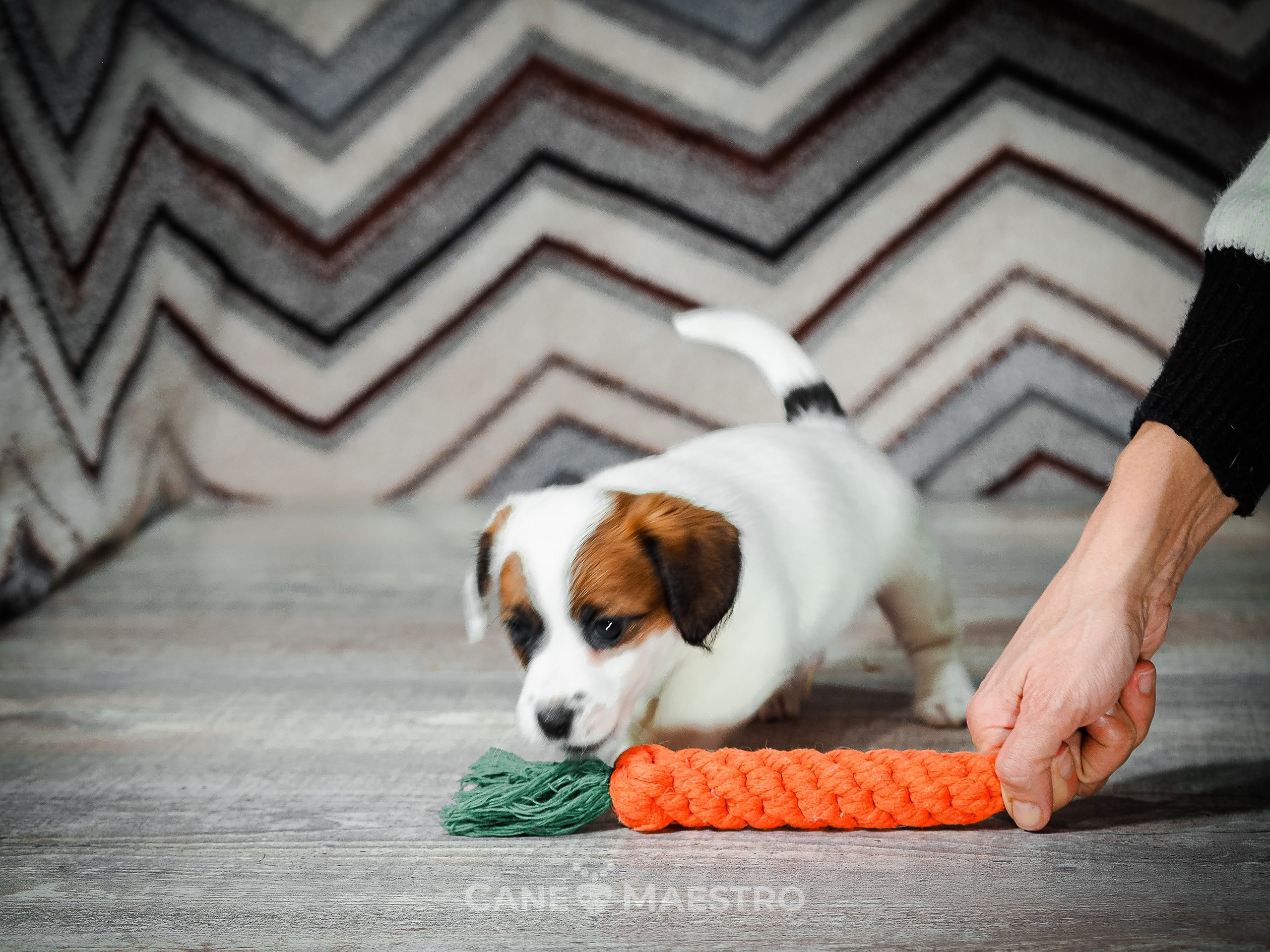 1КОБЛ_МОНОКЛЬ_Ц_ЛИТТЕР. CANE MAESTRO — kennel Jack Russell Terrier