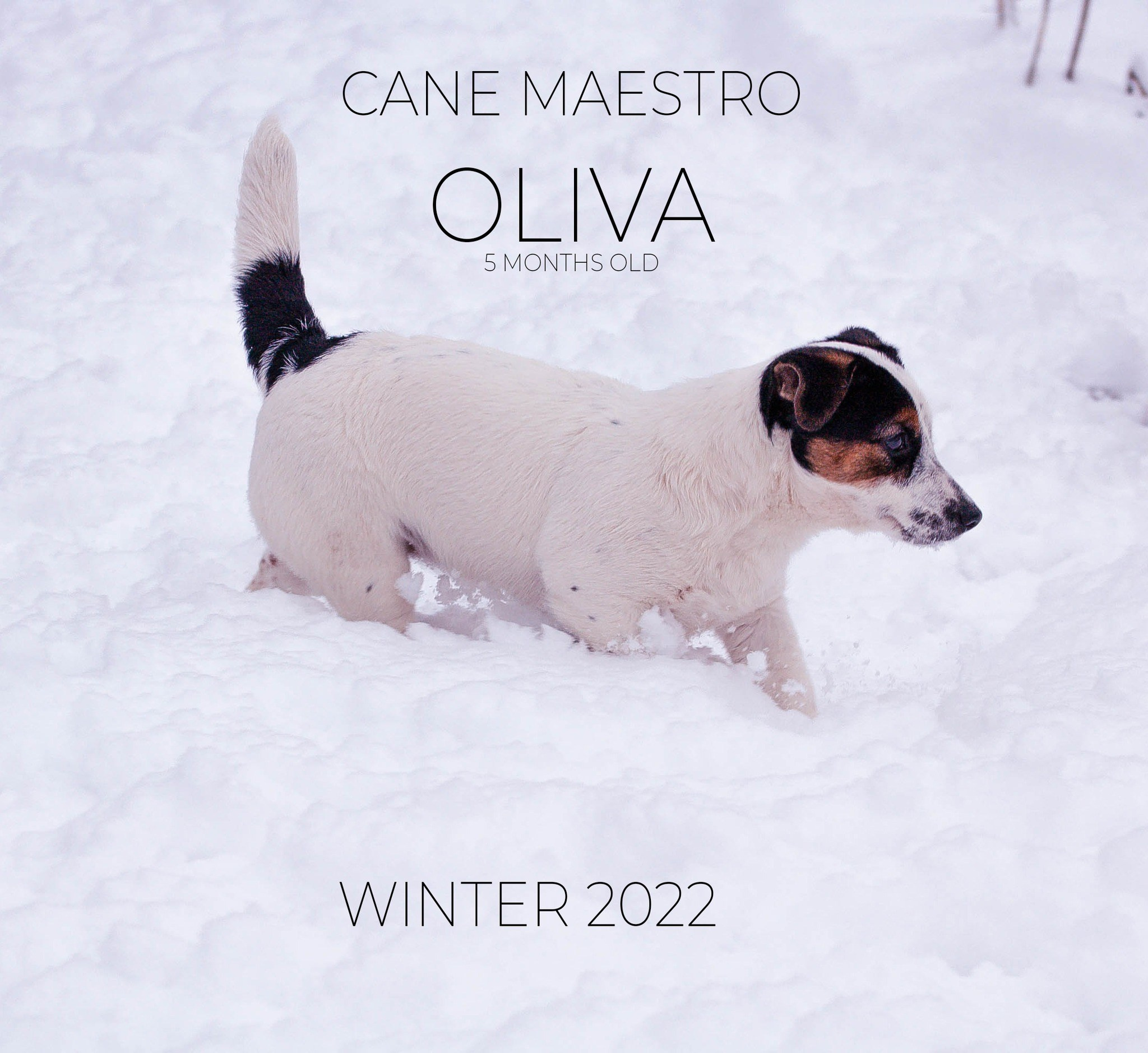 Гладкошерстная. Триколор. Джек рассел терьер. КАНЕ МАЭСТРО ОЛИВА. КАНЕ МАЭСТРО — питомник Джек рассел терьеров