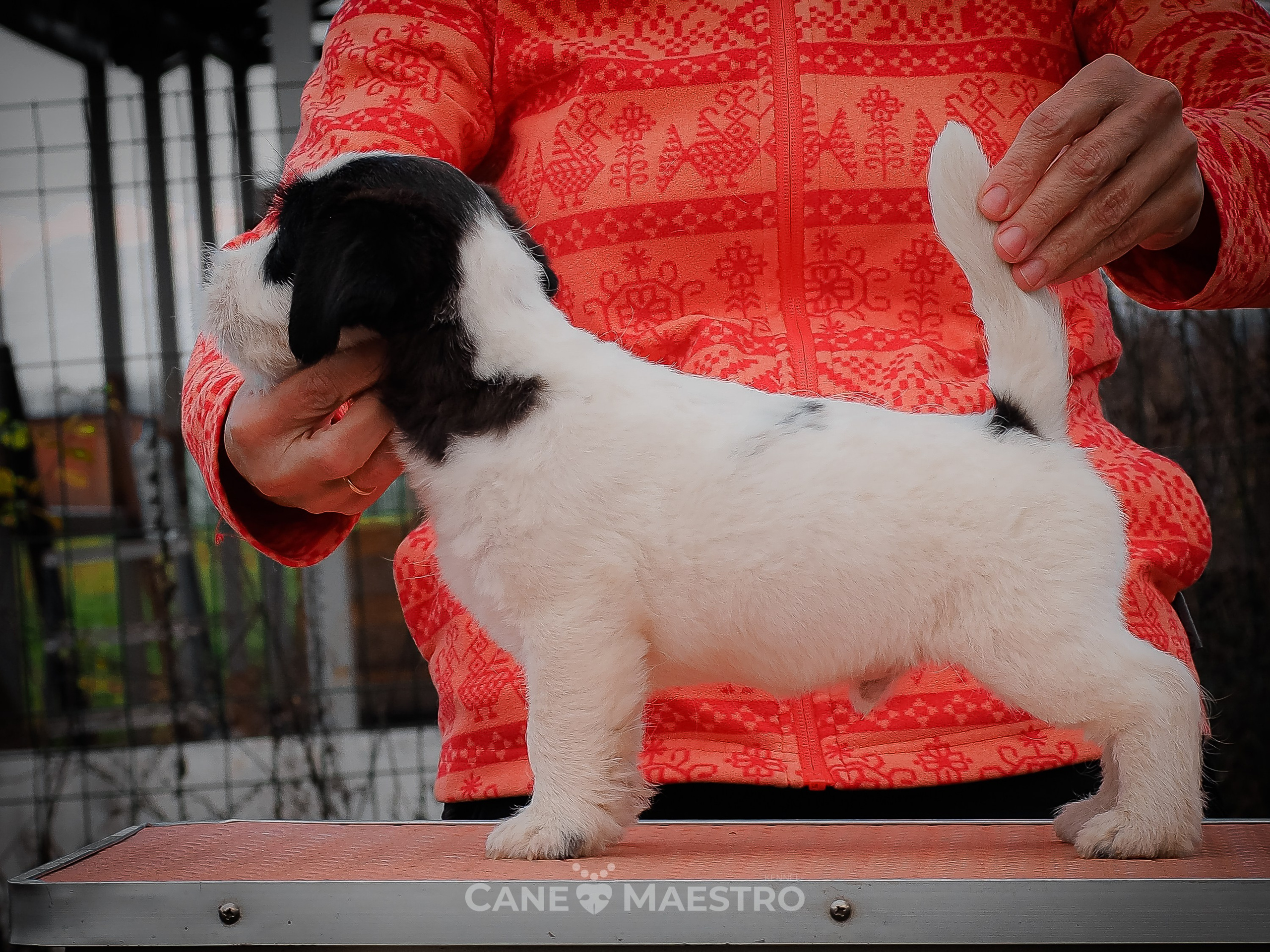 КОБZ_4_ЧБ_27_08_25. КАНЕ МАЭСТРО — питомник Джек рассел терьеров