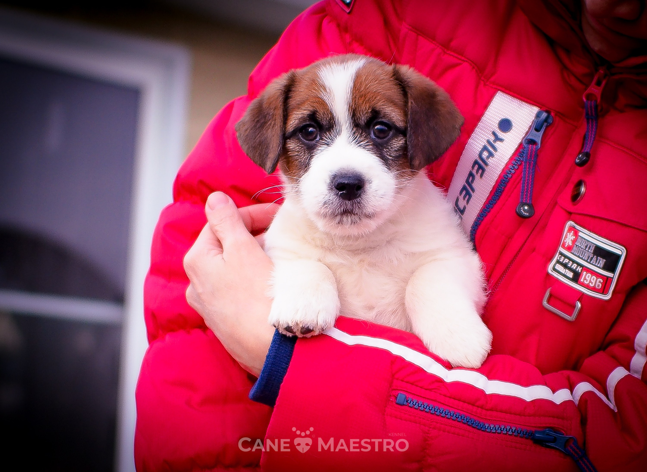 Мальчик 2. Кобель бело-рыжий. Джек рассел терьер щенок. КАНЕ МАЭСТРО — питомник Джек рассел терьеров