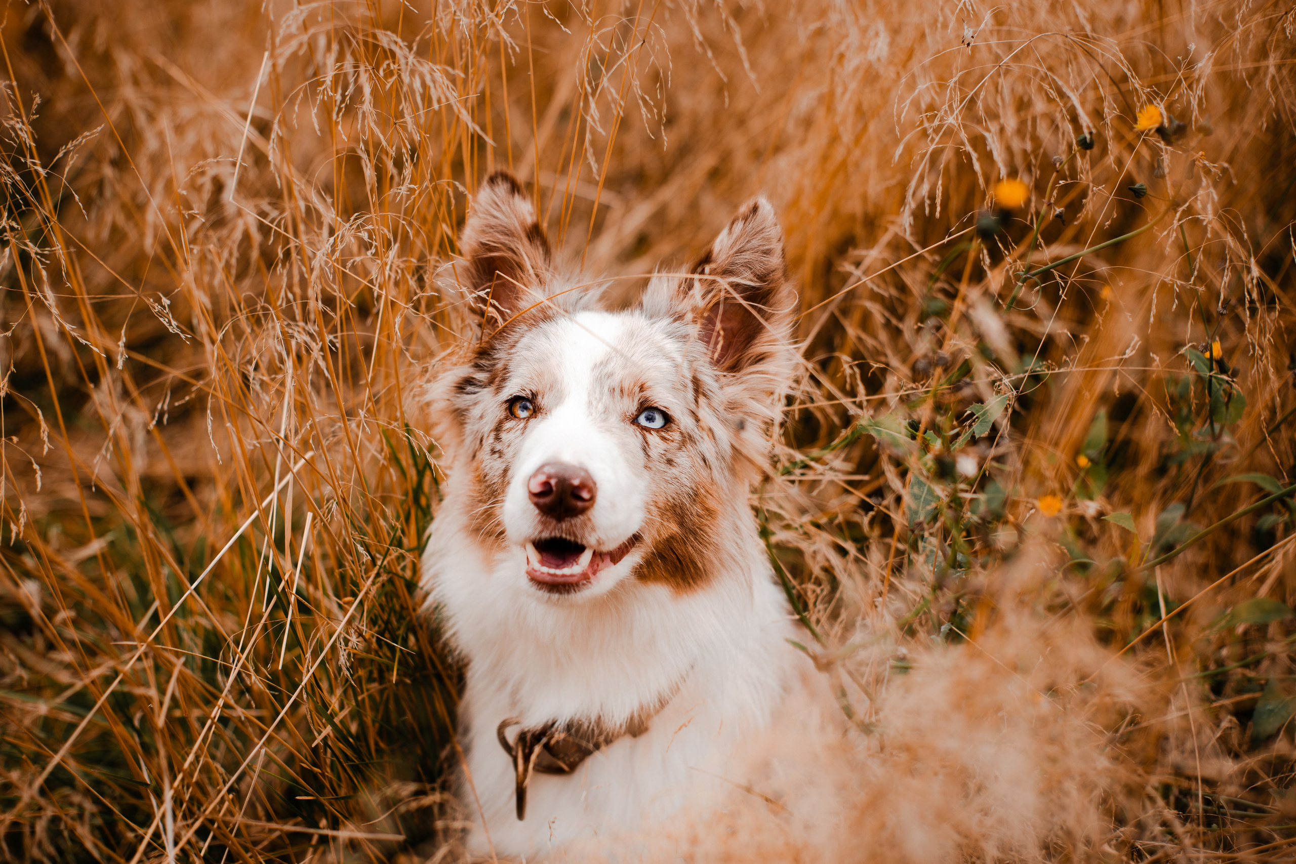 Мария и Утопия. Фотограф-анималист Мария Баркевич | Москва