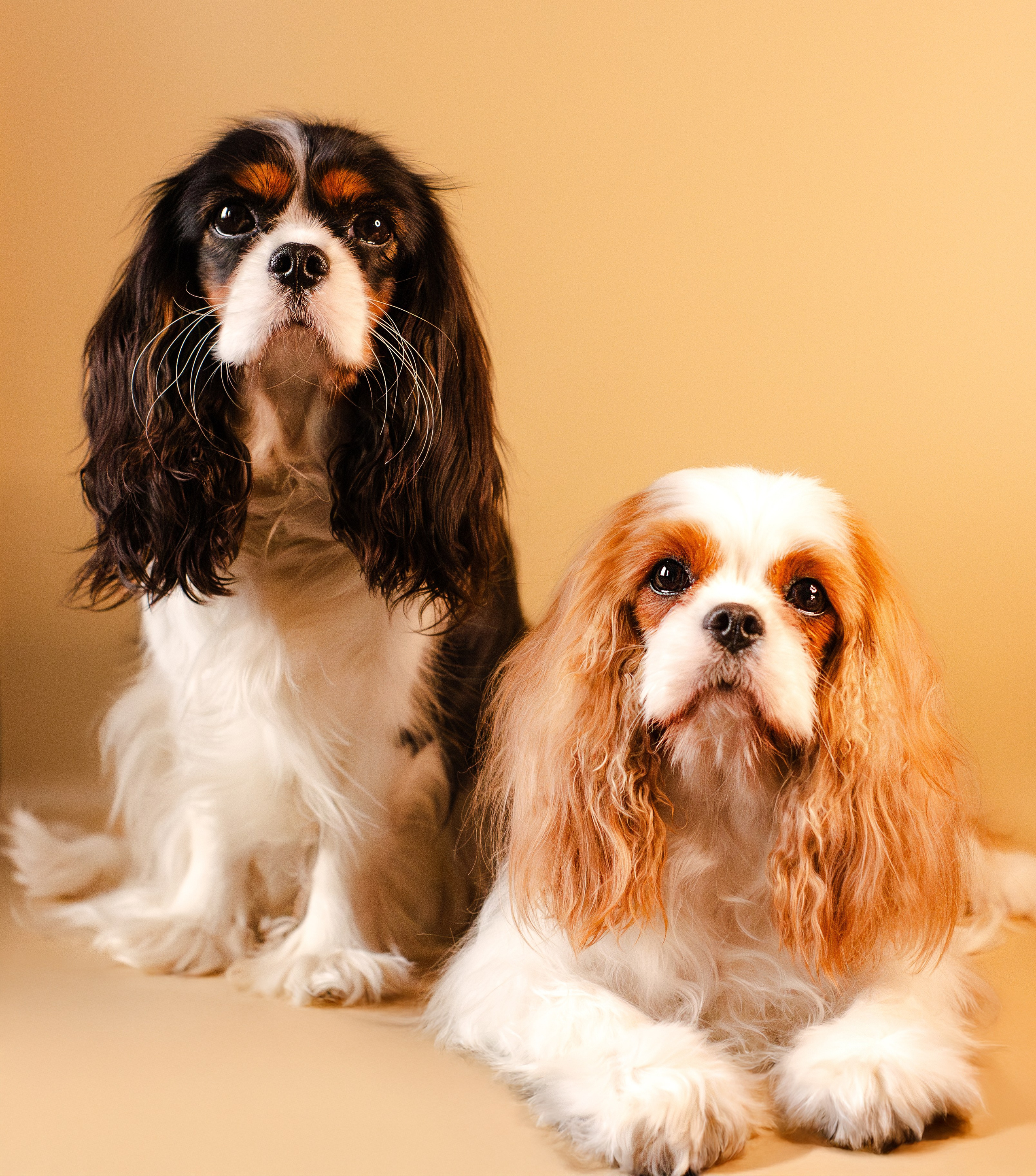 Жанна и кавалеры. Фотограф-анималист Мария Баркевич | Москва