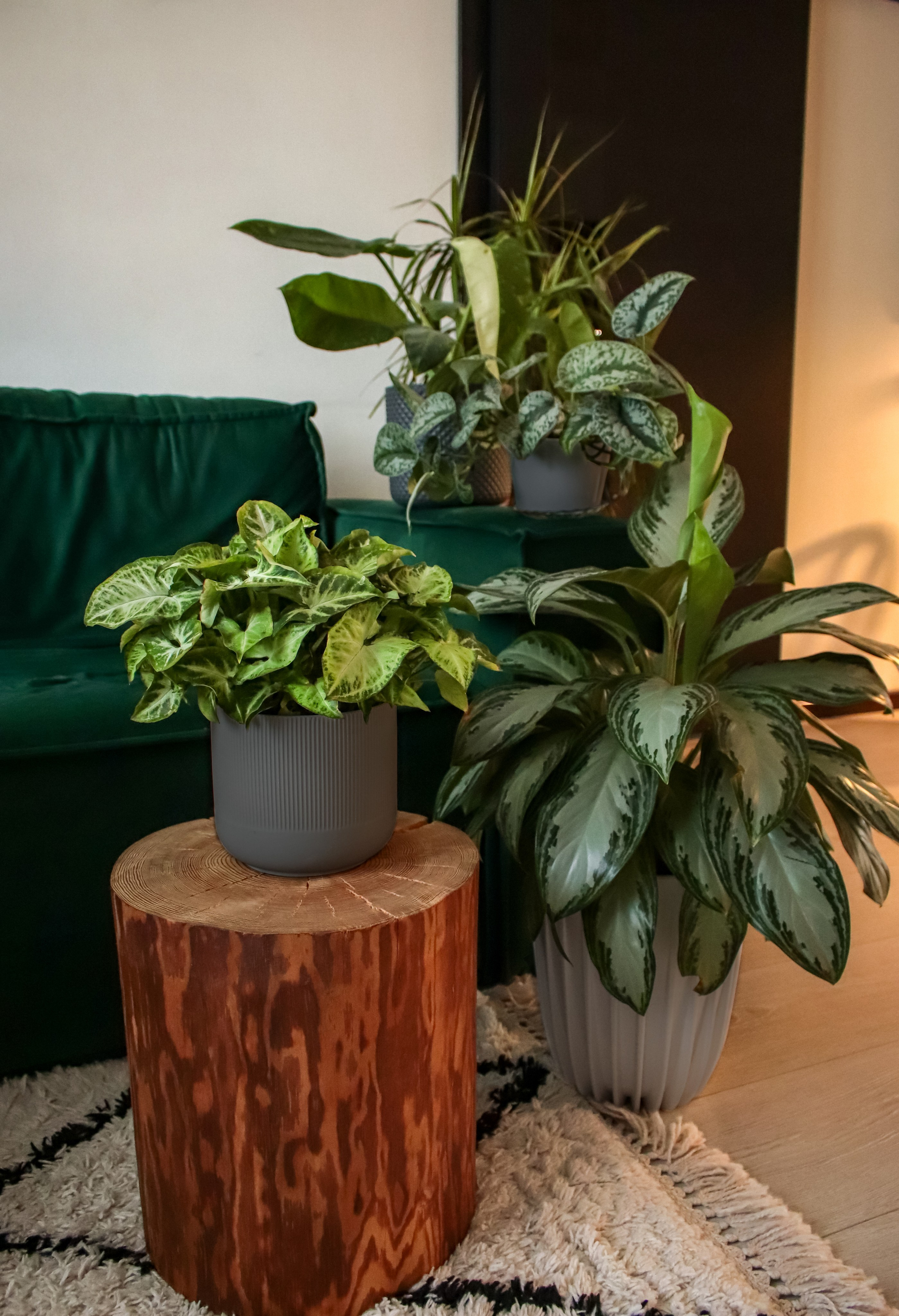 Контент съёмка для фитодизайнера. Фотограф Химки Анна Татарских