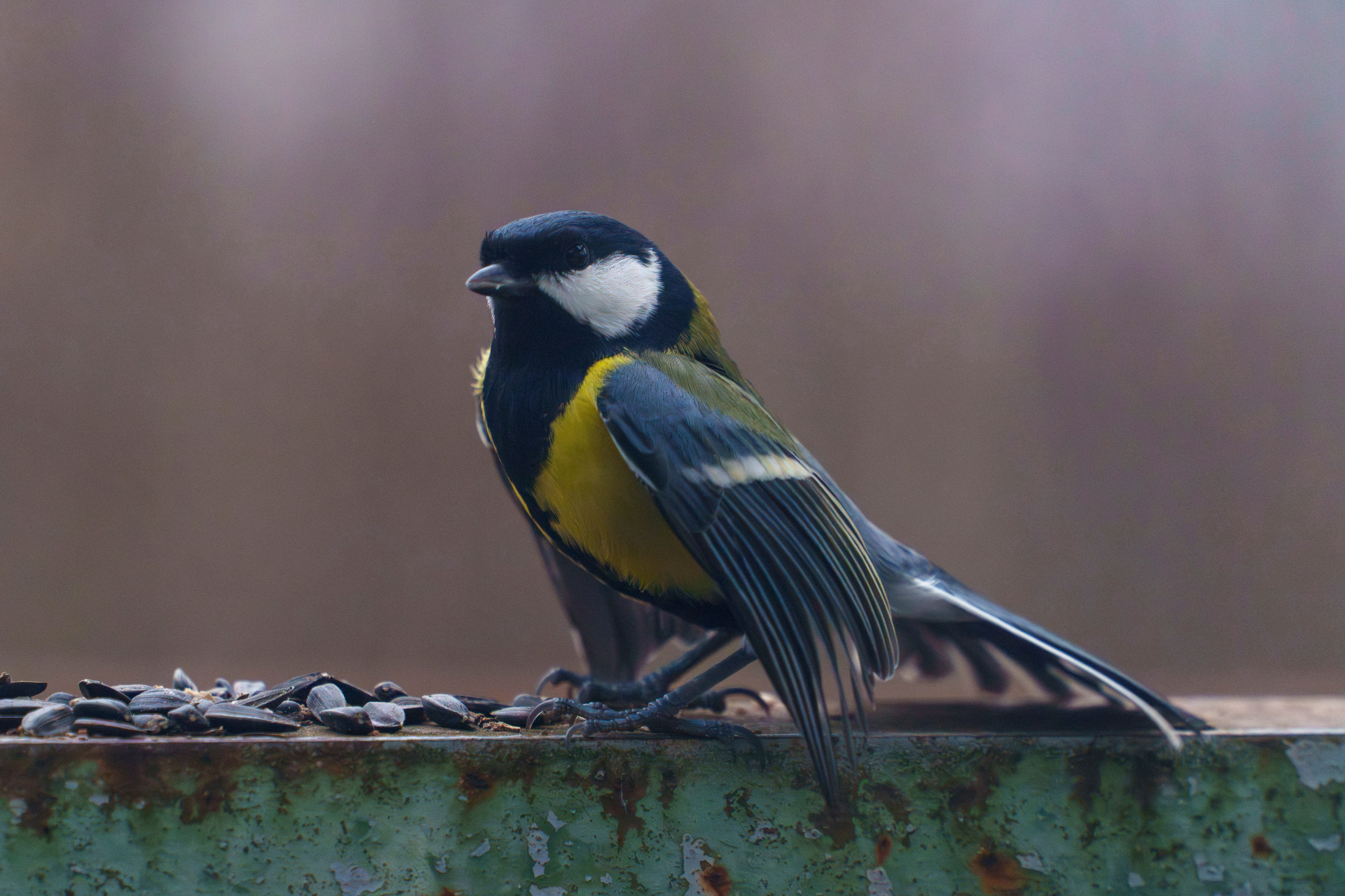 Animals — Животные