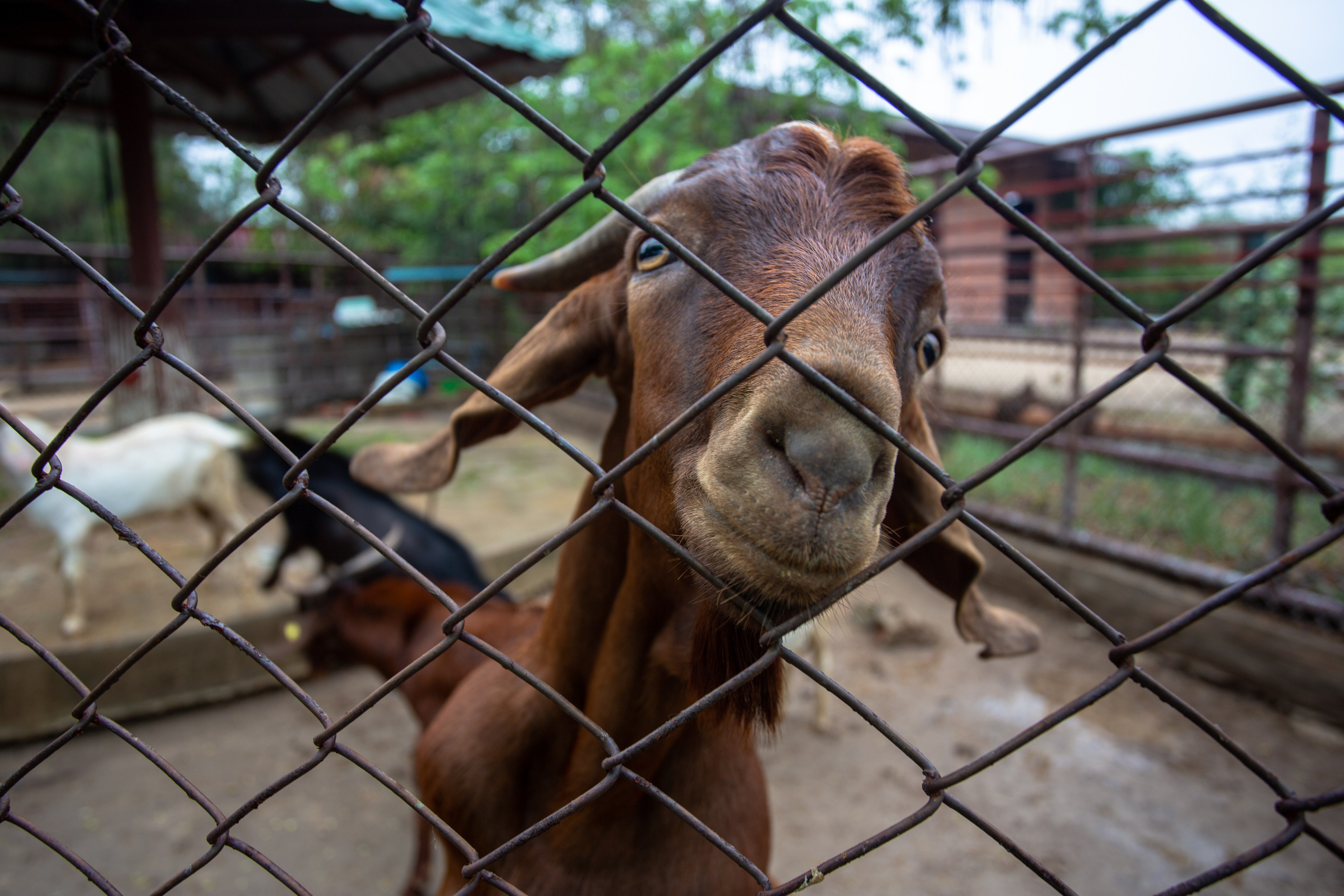 Samut Prakan Crocodile Farm & Zoo. Photographer Sonkina Tatiana (Tanya Ash)