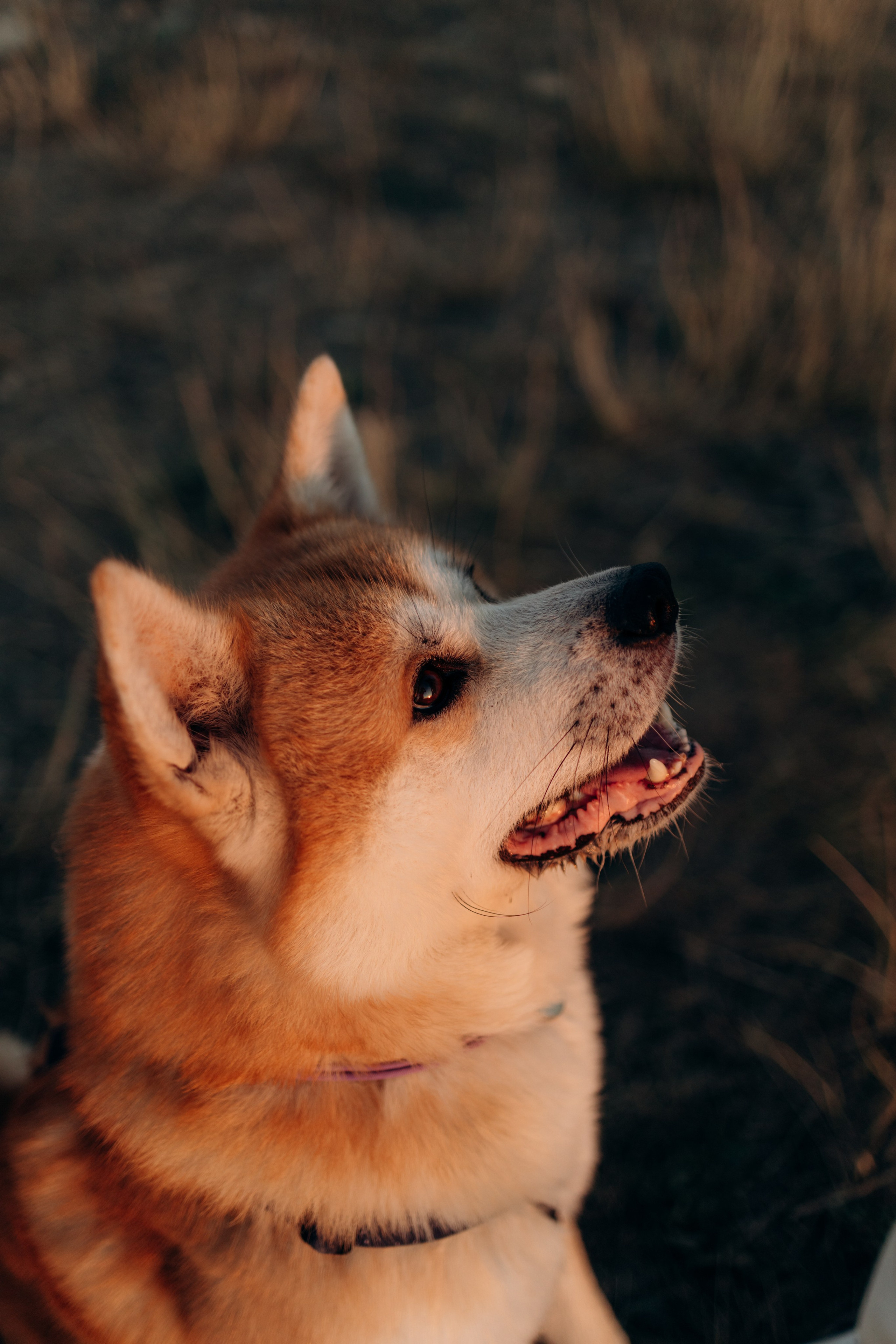 Надя, Илья и Танджи. Майорова Валерия Фотограф Ставрополь