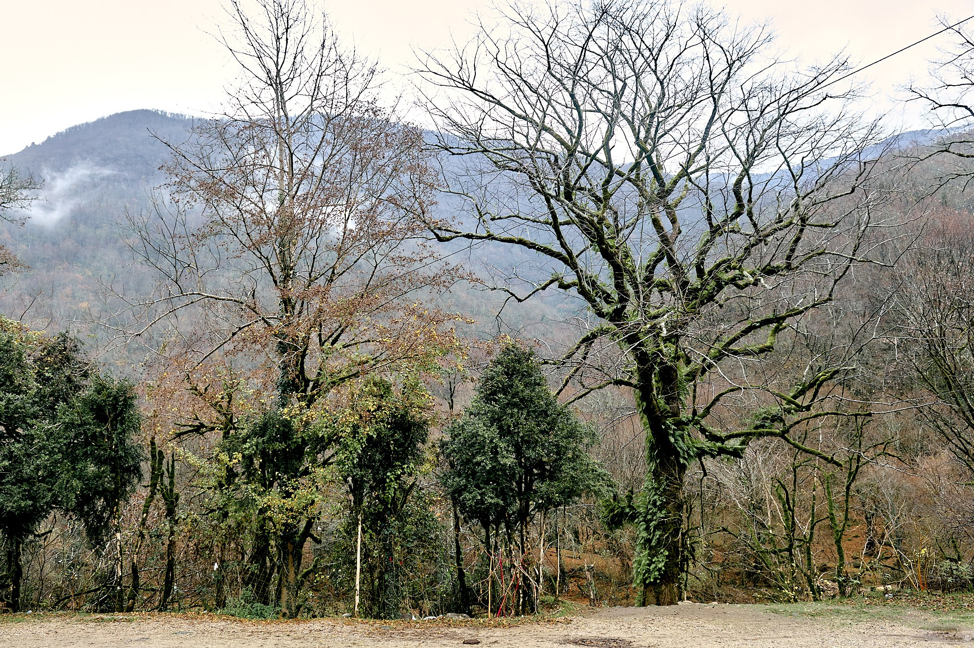 Озеро Рица, Абхазия. Декабрь 2024. Фотографии отовсюду и обо всем