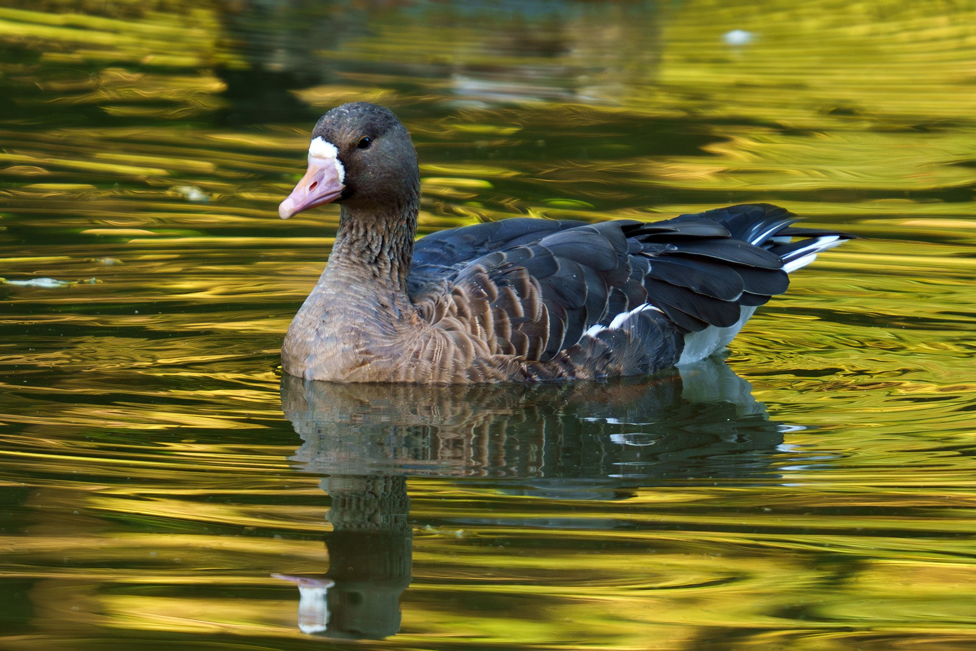 Удивительные мир птиц. Вокруг нас столько прекрасного — присмотритесь!. Ваш личный фотограф Марина Волкова