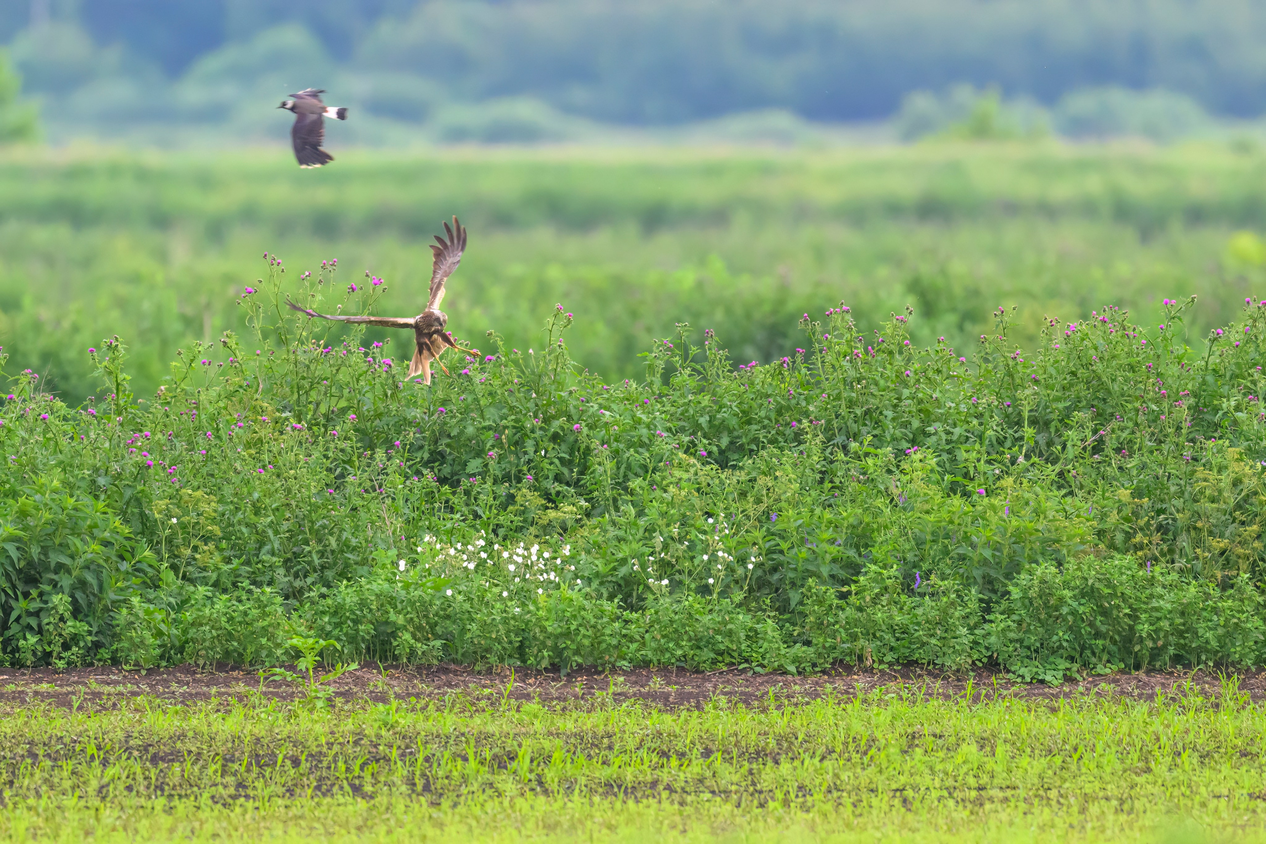 Лунь и трясогузки. Wildlife photography by Sergey Puponin