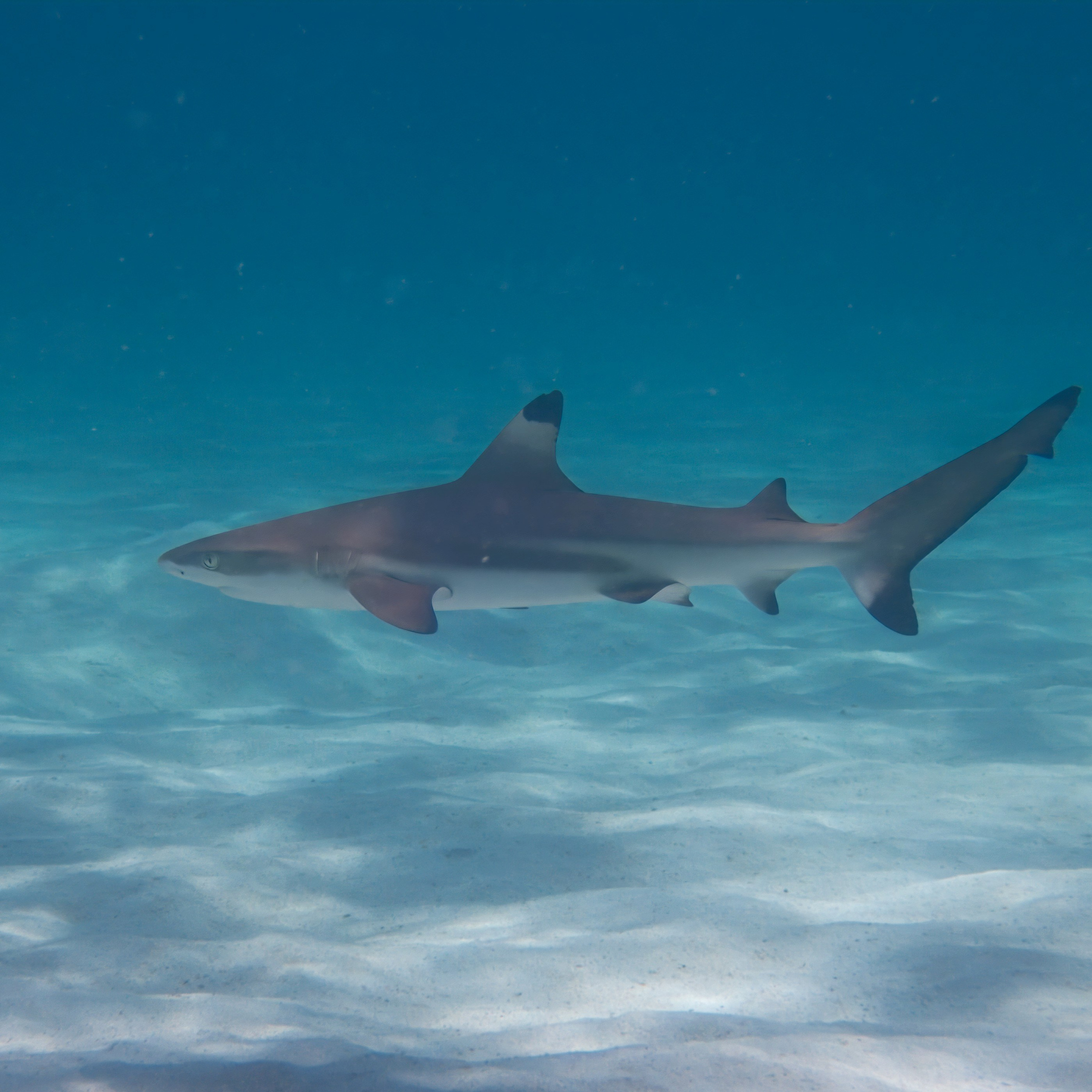 Мне посмотреть. Рыбов показываю