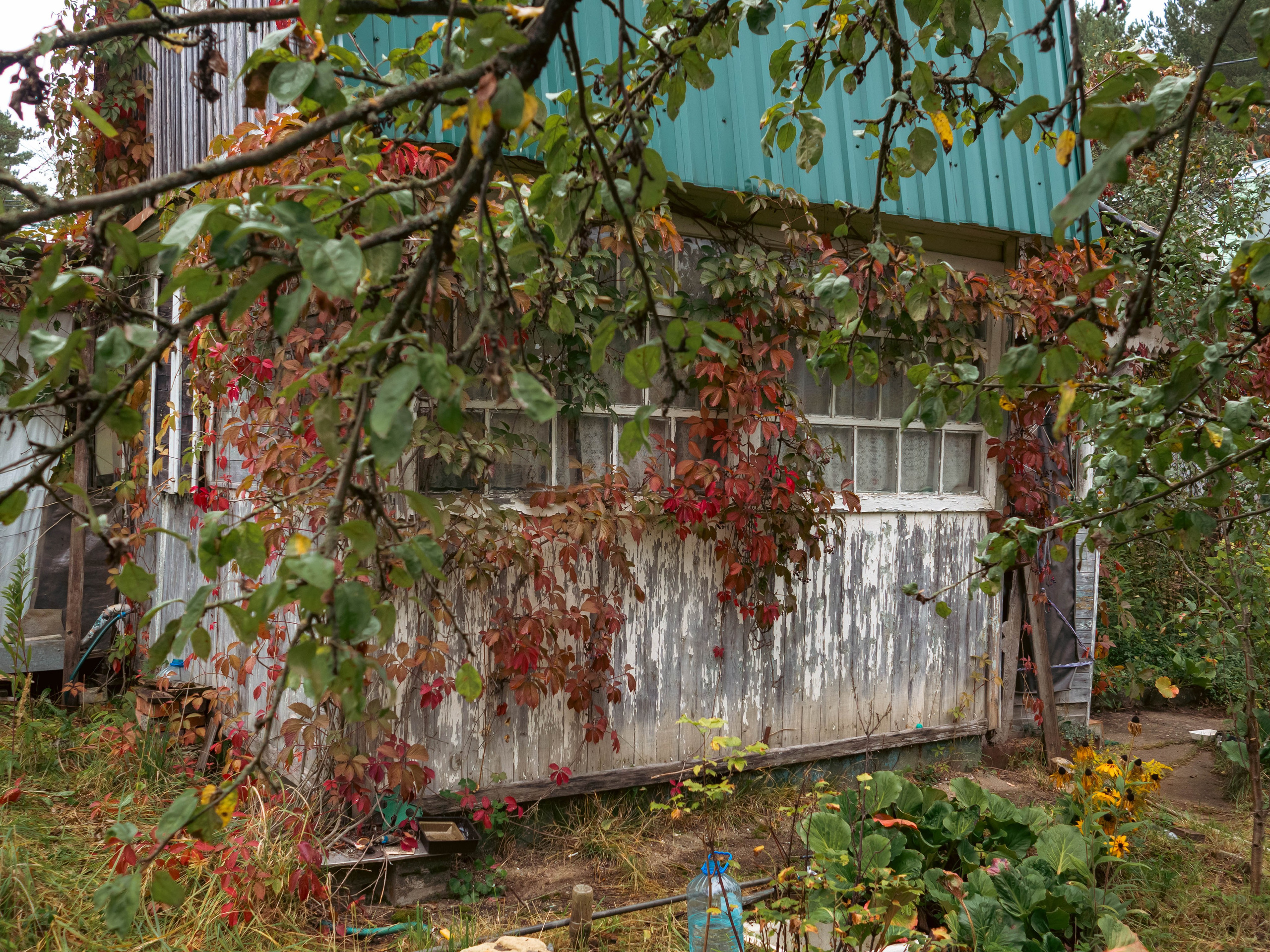 20230916 Дача. Дмитрий Ремизов. Фотография, как хобби