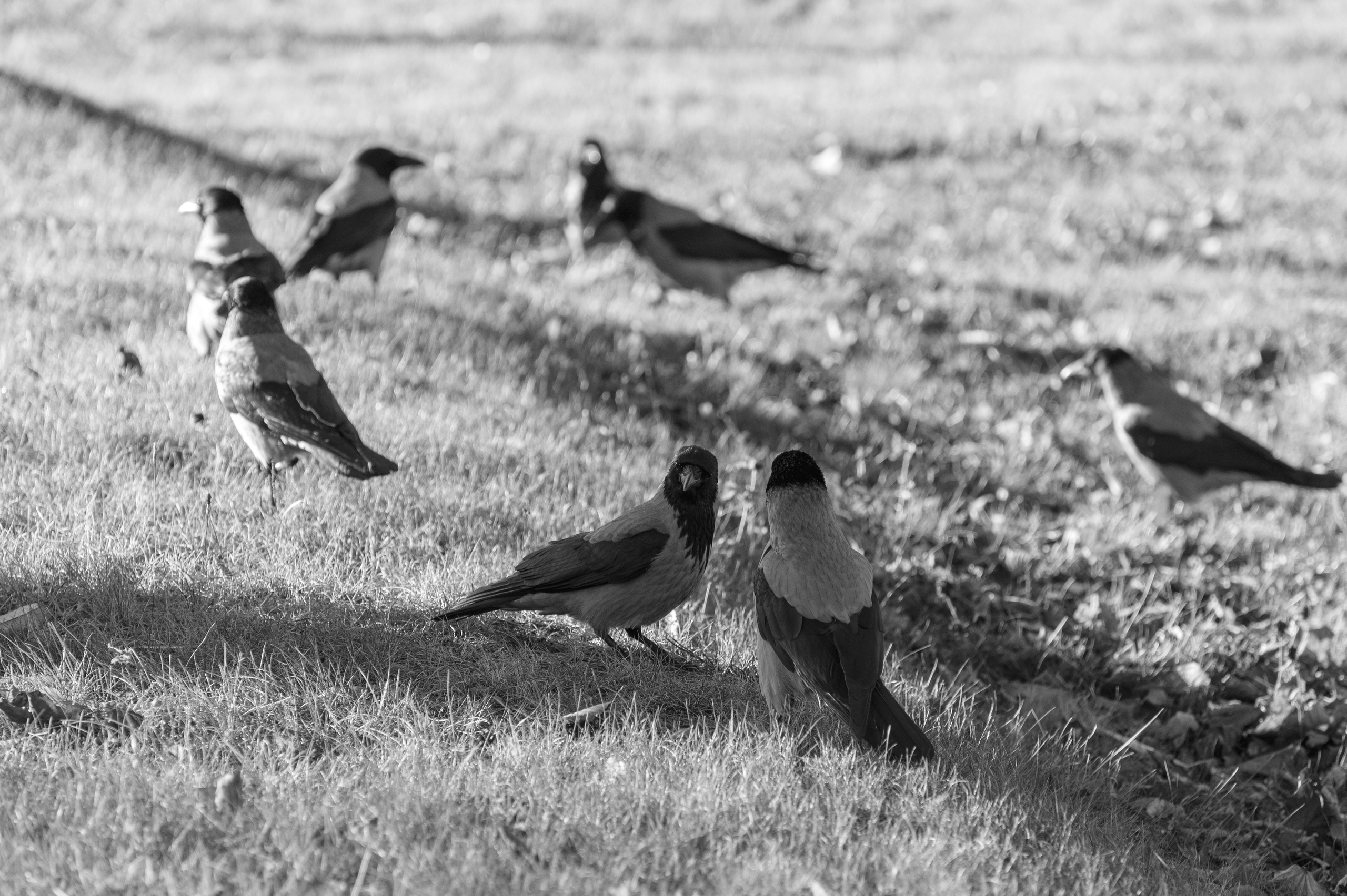 20241102 МГУ. Дмитрий Ремизов. Фотография, как хобби