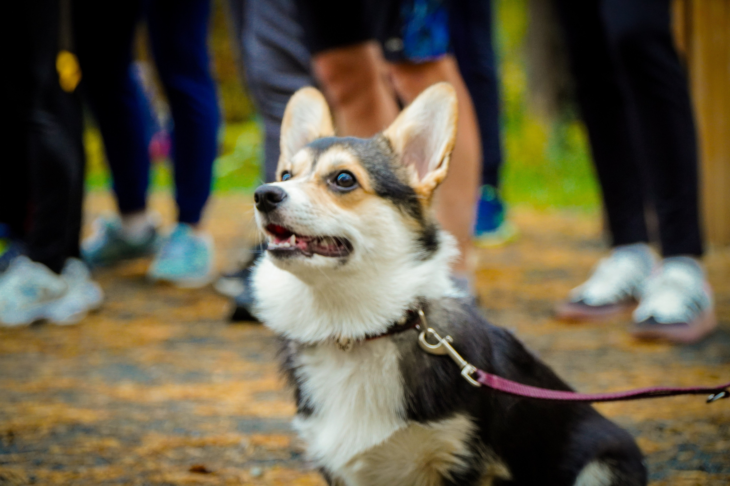 100-й забег 5 вёрст Томилинский. Роман Капилюшов. Бег. Фото. Видео. г. Люберцы