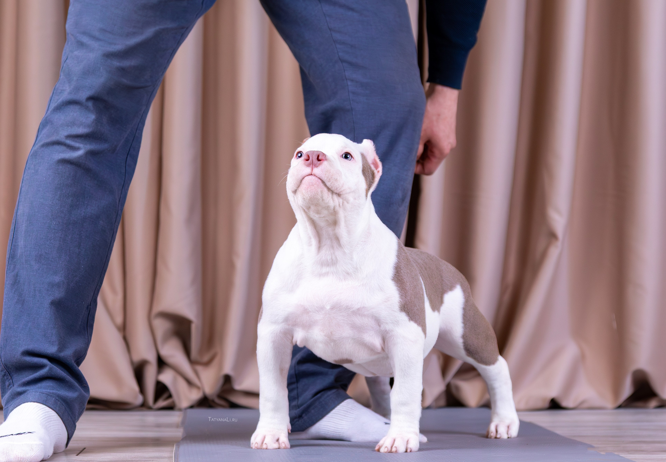 Американский булли. Фотограф — анималист Татьяна Ли