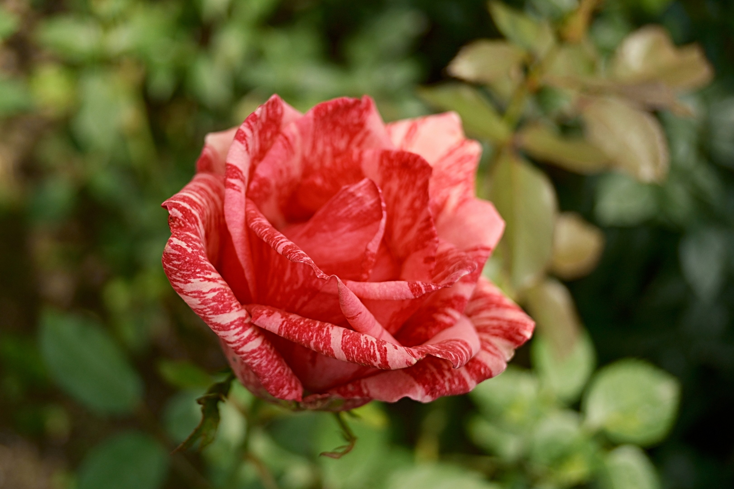 Улица, люди, жизнь…